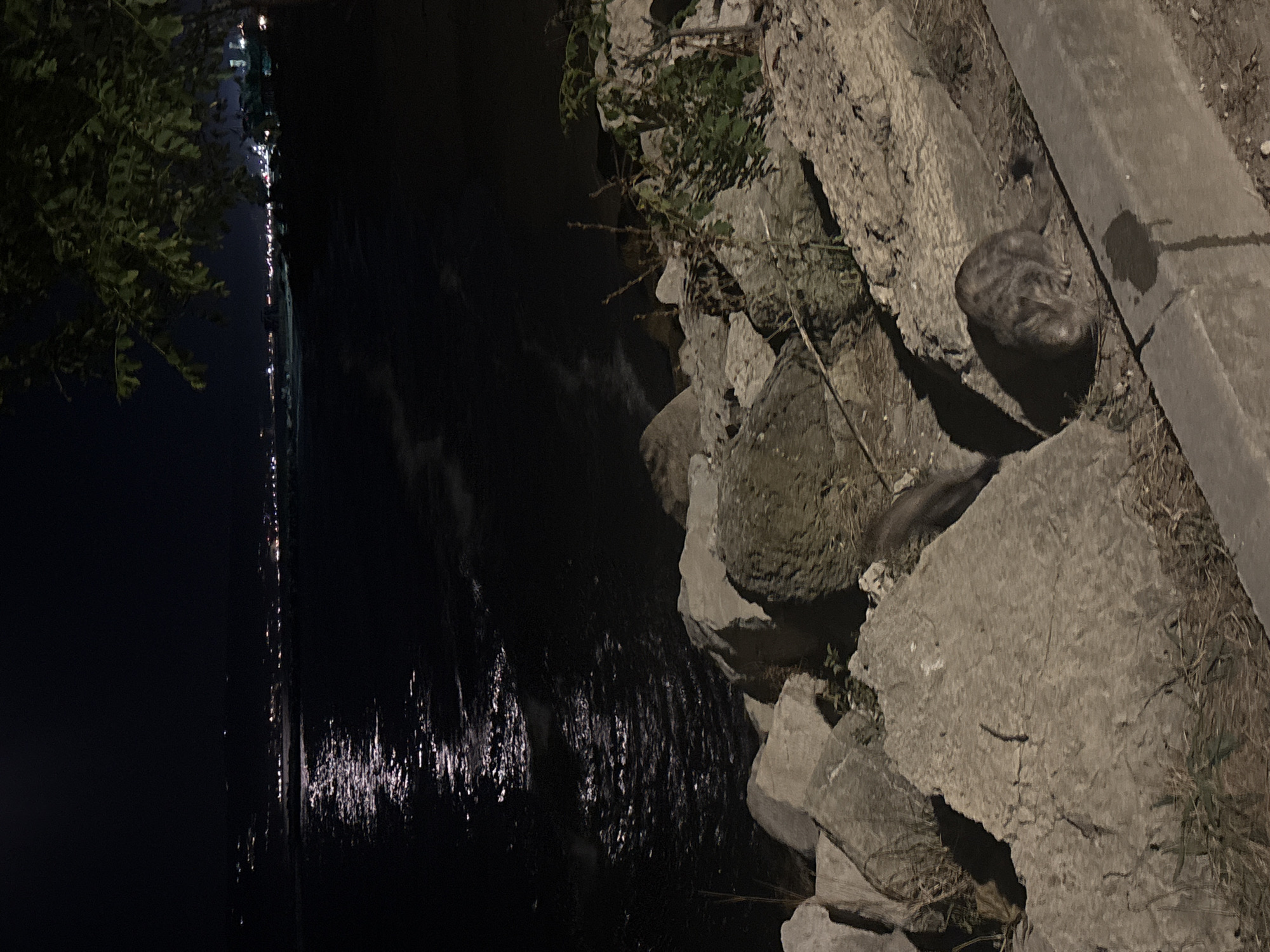 An outdoor nighttime scene shows a body of water with reflections of distant city lights on its surface, with a tree branch extending into the frame from the top right. In the foreground, large rocks line the edge of the water, and a domestic cat is visible among the rocks, appearing to be grooming itself. The overall lighting is dim, suggesting artificial illumination from the city.