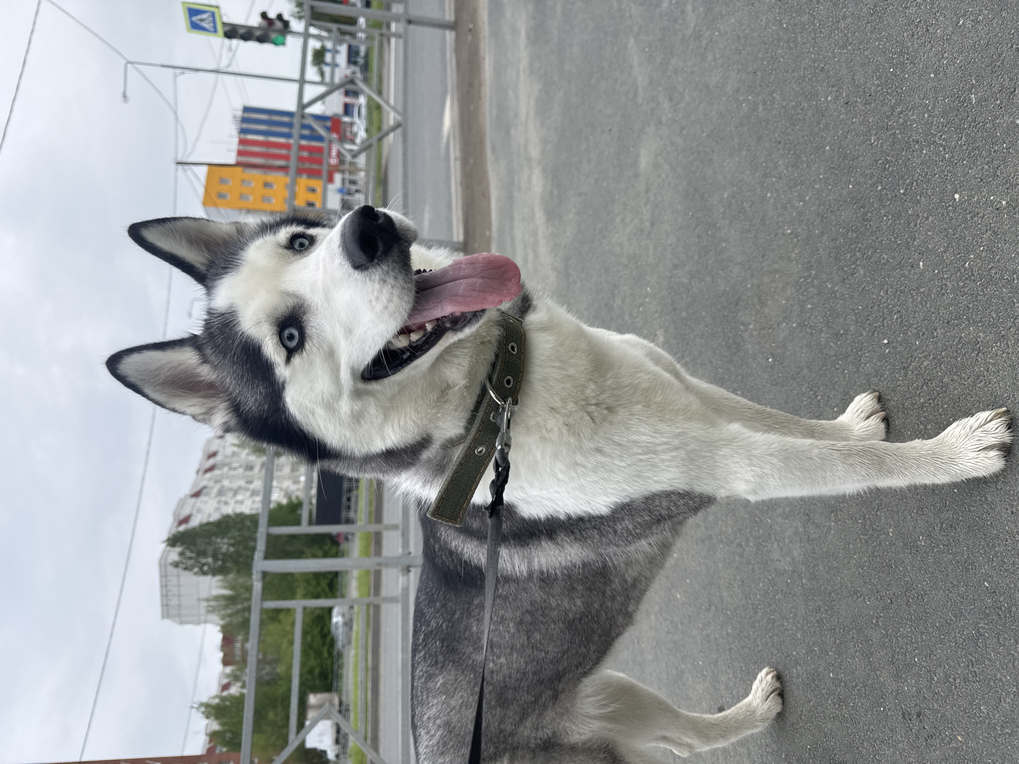 The image captures a husky dog with blue eyes and a black and white coat, panting with its tongue out, on a gray paved surface, possibly a sidewalk or street in an urban environment. The dog wears a green collar and is attached to a black leash. The background shows buildings, including one with red, white, and blue sections, suggesting an urban setting. A metal railing is also visible, and traffic lights are overhead. The sky appears overcast.