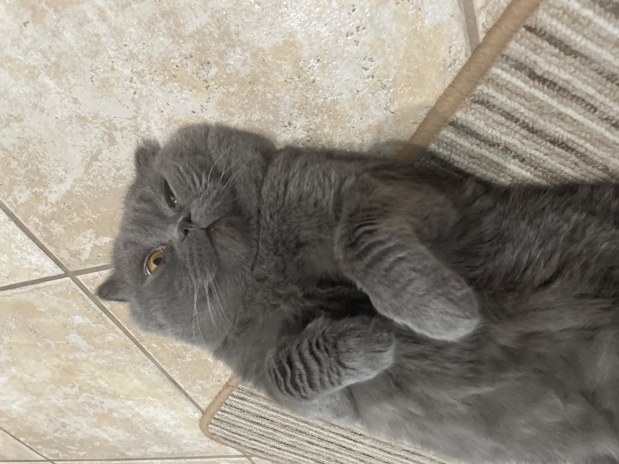 A gray Scottish Fold cat lies on its back on a beige tile floor, partially on a striped rug. The cat's paws are curled towards its chest. The cat's right eye is visible and is amber in color. The location appears to be indoors.