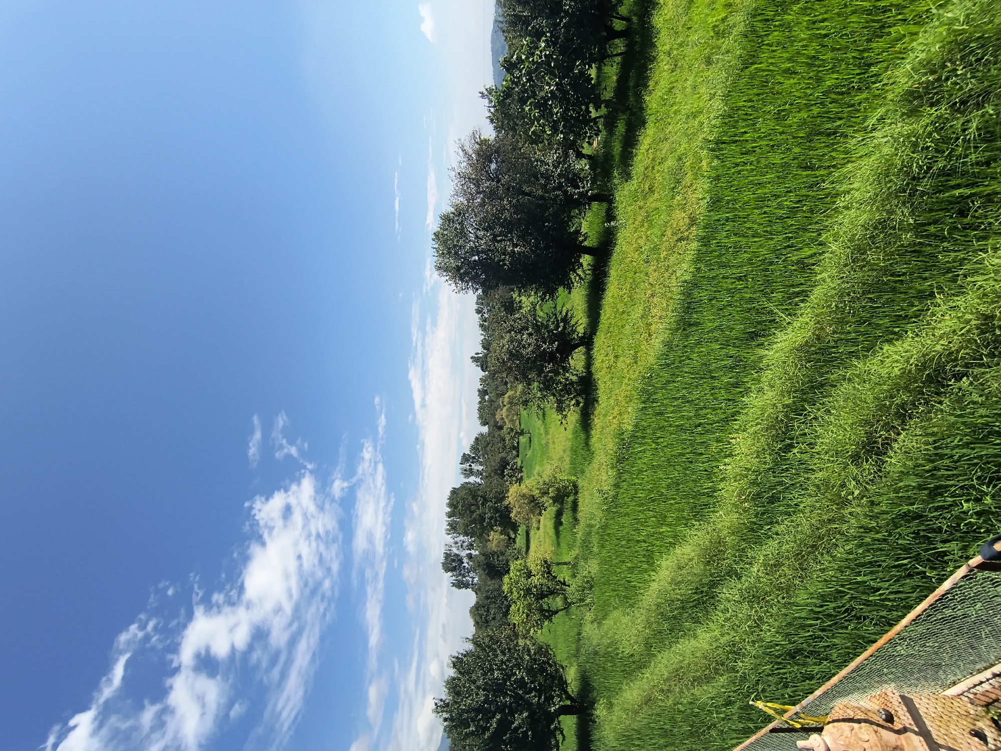The image captures a vibrant, sunlit rural landscape, likely in Kandi, India, characterized by lush green fields and a clear blue sky dotted with wispy white clouds. In the foreground, a field of tall, dense green grass is meticulously cultivated with visible rows. To the left, a weathered metal fence with a rusted railing runs along the edge of the field, bordering a brown, textured object, possibly part of a structure or a piece of equipment. Beyond the immediate field, the landscape unfolds into a gentle slope covered in more green vegetation and scattered trees of varying sizes and densities. The trees exhibit dense foliage, with some appearing mature and broad, while others are smaller and more shrub-like. In the distance, a line of trees forms a natural border, and beyond that, a hazy horizon suggests rolling hills or distant mountains. The lighting indicates a bright, sunny day, with shadows cast across the fields, highlighting the texture and depth of the scene. No people or animals are visible in the image.