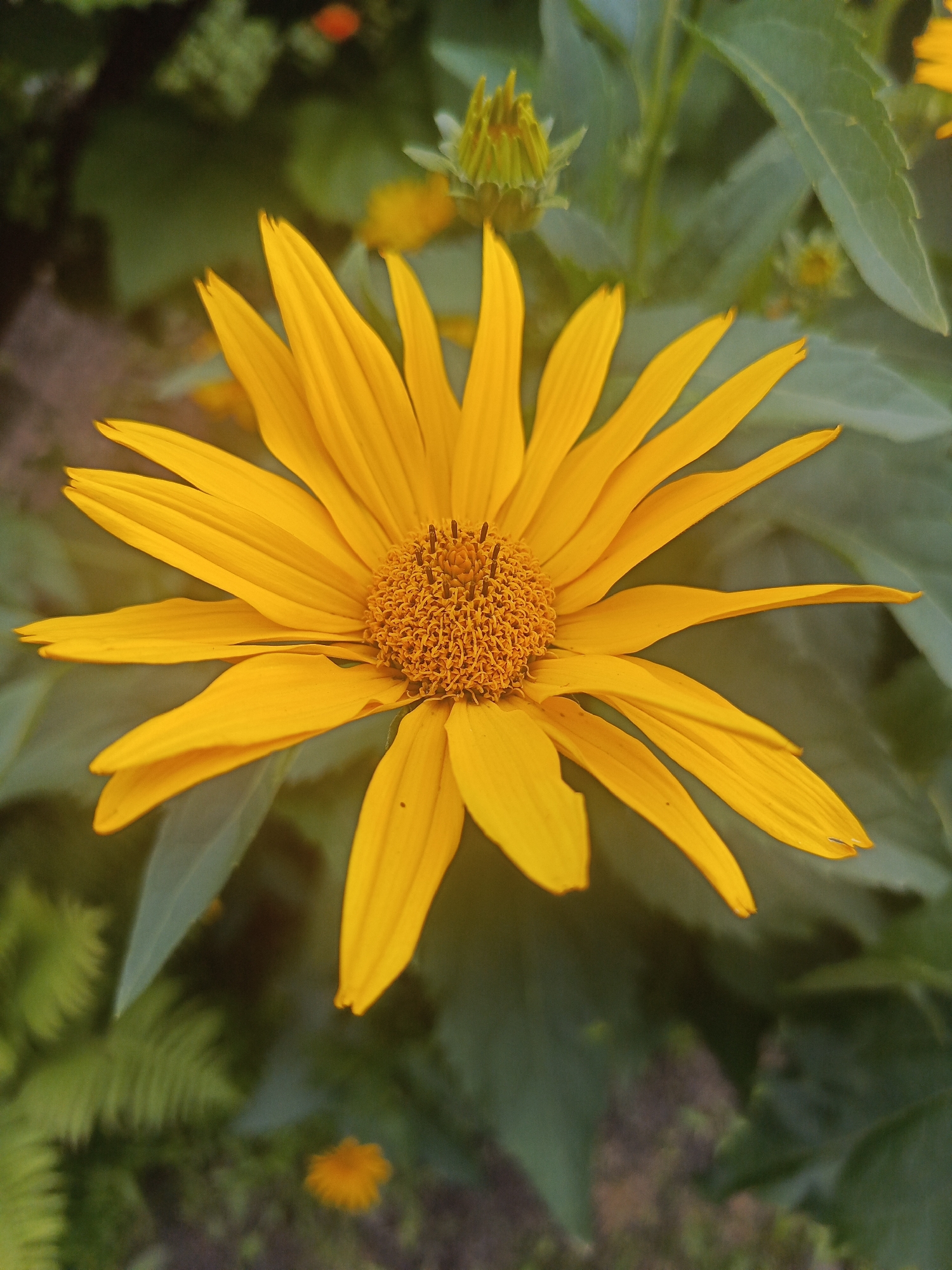 A close-up shot focuses on a vibrant yellow flower with a dark brown, textured center. The flower's petals are elongated and pointed, radiating outwards. In the background, out-of-focus green foliage and a small, unopened bud are visible. The overall impression is one of natural beauty and growth. This scene is not specific to Samoylovka, Russia, but could be found in any natural setting where such flowers grow.