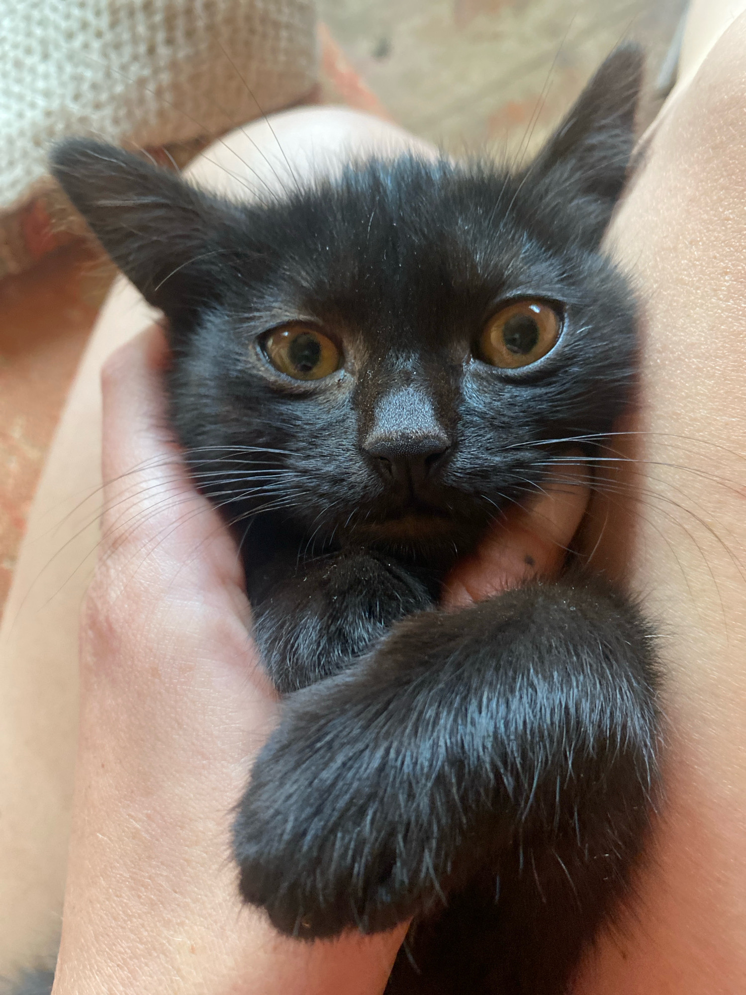 A black kitten is held in a person's hands, with its face front and center. The kitten has large, amber eyes and pointy ears. Its paw is visible, resting on the person's leg. The background is out of focus, showing a textured surface, likely fabric. The scene appears to be indoors, possibly in a home environment. There is no information to suggest the location is in Папярнянскі сельскі Савет, Belarus.