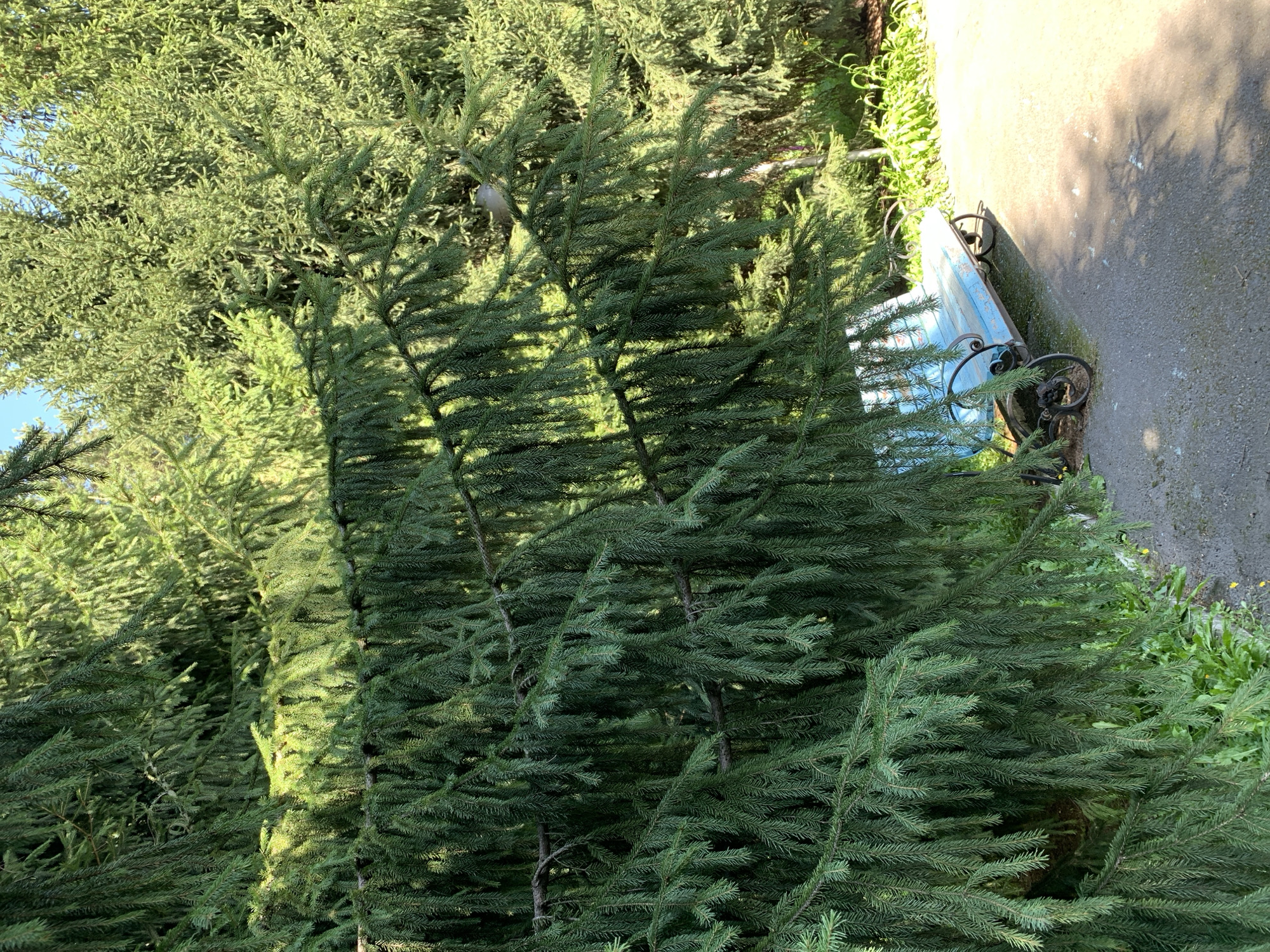 The image depicts a park setting in Prokopyevsk, Russia, with a focus on a bench nestled beneath the branches of a large spruce tree. The spruce tree's needles dominate the foreground, casting shadows on a paved path that curves to the right. A light blue wooden bench with ornate black metal legs is situated on the path, partially obscured by the spruce tree's foliage. In the background, more spruce trees create a dense green backdrop. The lighting suggests it is daytime, with sunlight filtering through the trees, creating dappled patterns on the ground. No people are visible in the frame.