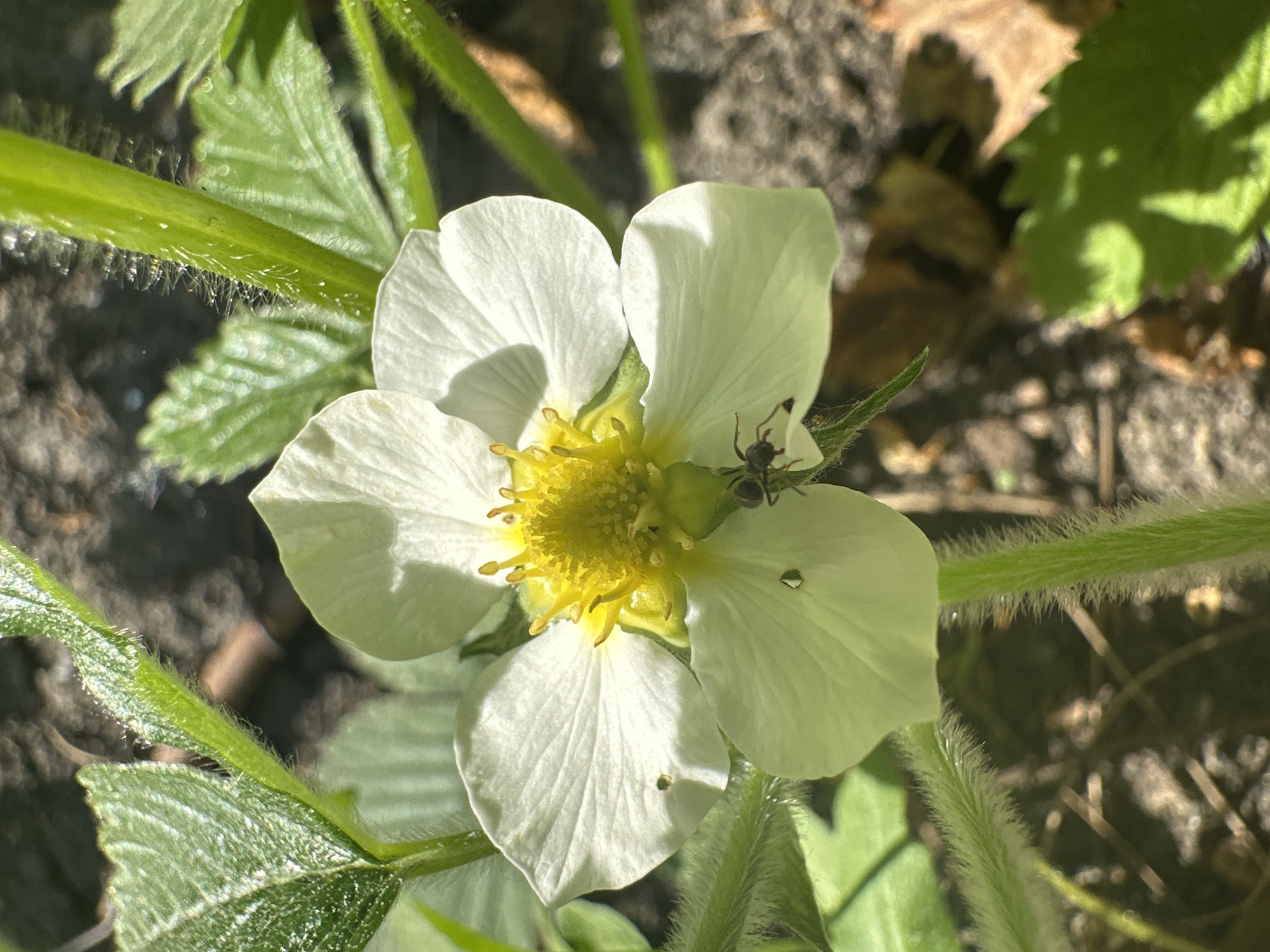 A close-up shot captures a white flower with a vibrant yellow center. The flower has five petals, and an ant crawls on one of them. The background includes green leaves and stems covered in fine hairs, with glimpses of soil and decaying leaves. The location is not identifiable from the image.
