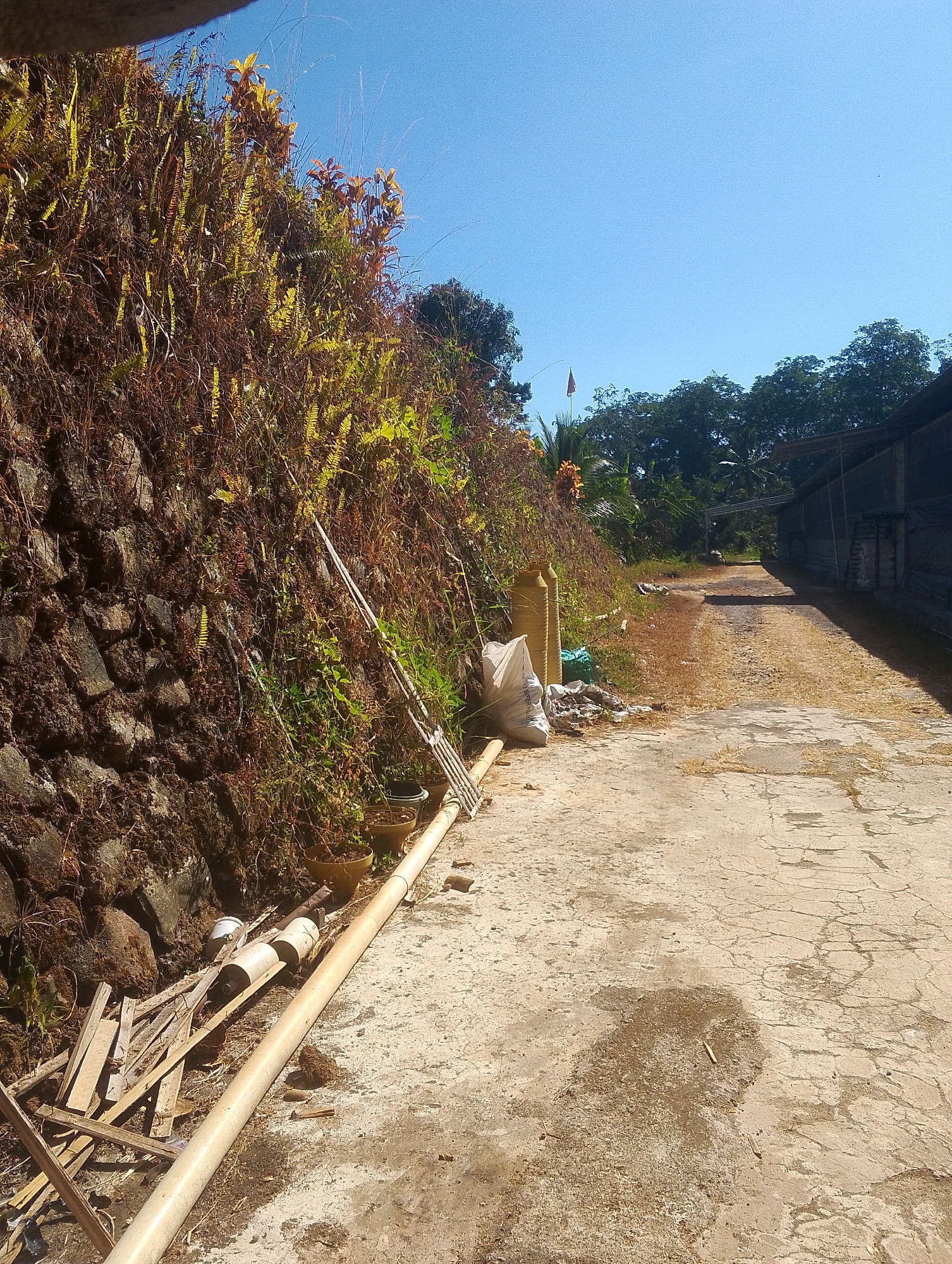 The image depicts an outdoor scene on a sunny day, likely in Tomohon, Indonesia, as suggested by the context. A rough, rocky wall covered in dense vegetation, including ferns and dry grasses, dominates the left side of the frame. In front of the wall, several clay pots are visible, along with a large white bag, some pieces of wood, and a long, light-colored pipe. A dirt path runs diagonally through the scene, leading towards a building with a dark roof and black netting on the right side, possibly a structure for farming or animal husbandry. The path is flanked by dry, sparse vegetation and patches of concrete. In the distance, a flag on a pole can be seen above a cluster of trees. The sky is clear and blue.