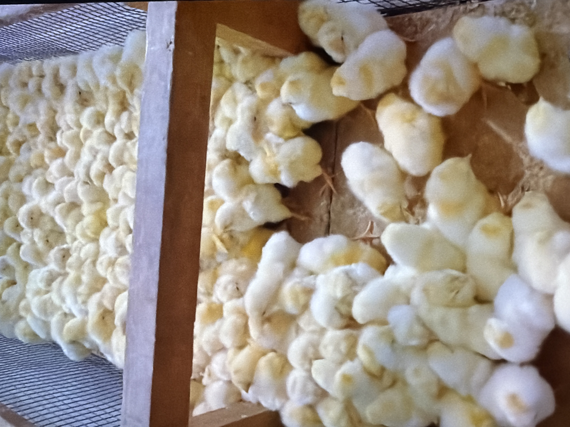 The image shows a close-up view of a large number of young chicks, likely newly hatched, densely packed together in a wooden enclosure. The chicks are predominantly yellow and fluffy, with some showing hints of white or darker markings. They are piled on top of each other, with many facing different directions. The enclosure appears to be elevated, with a wire mesh visible on the right side. A wooden plank runs horizontally across the middle of the frame, separating two levels of chicks or providing a structural element. The lighting is somewhat dim and warm. The scene is consistent with a poultry farm or hatchery, possibly located in Bukuru, Nigeria, given the provided location context.