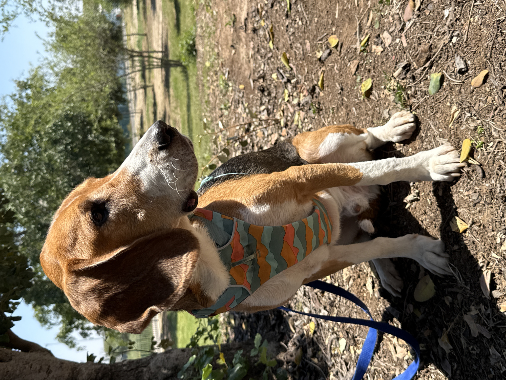 A brown and white beagle wearing a patterned harness and blue leash is lying on its side in a park. The ground is dirt covered with leaves. Trees are visible in the background. The location is likely a park but cannot be definitively identified as being in Tel-Aviv, Israel based on the image alone.