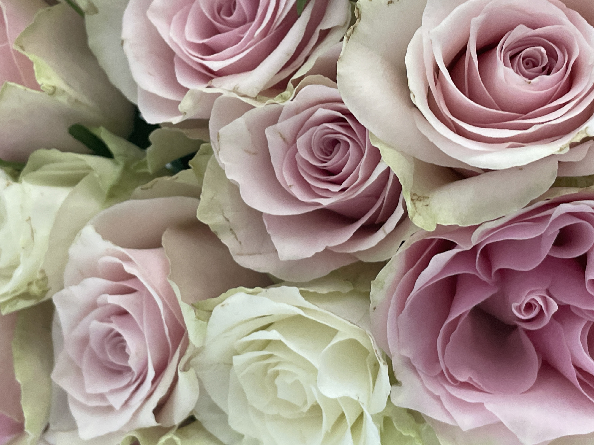 A close-up, overhead shot captures a bouquet of pink and cream roses. The roses are in various stages of bloom, with some fully open and others still unfurling. The petals are soft and delicate, with subtle variations in color and texture. The background is a soft blur of green foliage and more roses, creating a dreamy and romantic atmosphere. This image does not depict any location in the city of Nidda, Germany, nor does it show any people or actions. It is a still life composition of flowers.