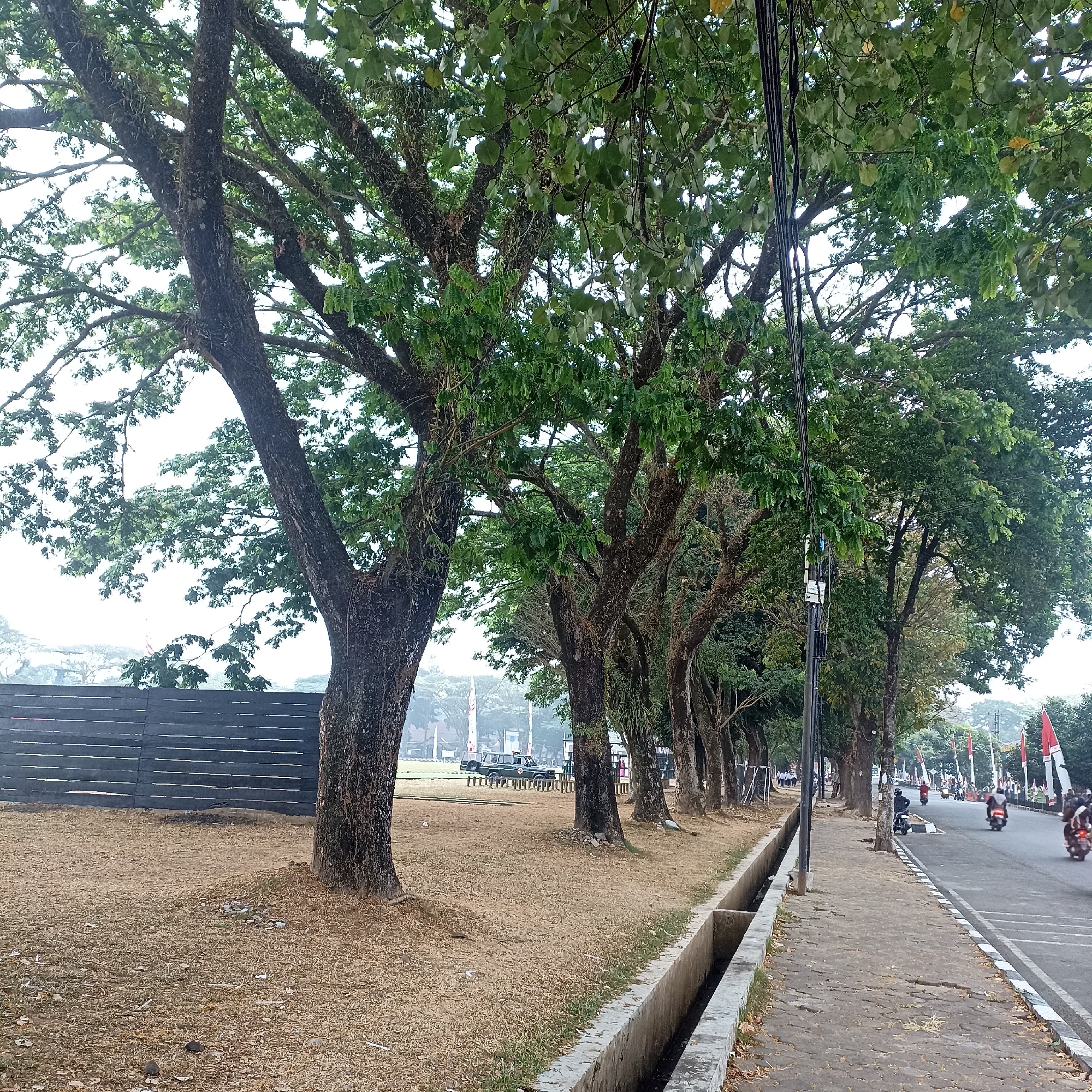A street scene in Magelang, Indonesia, features a row of large trees lining a sidewalk. The trees have dense green foliage and thick, textured trunks, some adorned with moss or other growth. A paved sidewalk runs alongside the trees, bordered by a concrete drainage ditch. Across the street, a road is visible with several motorcycles and their riders. Red and white flags, likely Indonesian flags, are planted along the roadside in the distance. The ground adjacent to the trees is covered in dry grass and leaves. In the background, a black wooden fence is visible, and beyond that, a field with some distant structures and trees. Power lines run overhead, supported by poles. The sky is overcast.