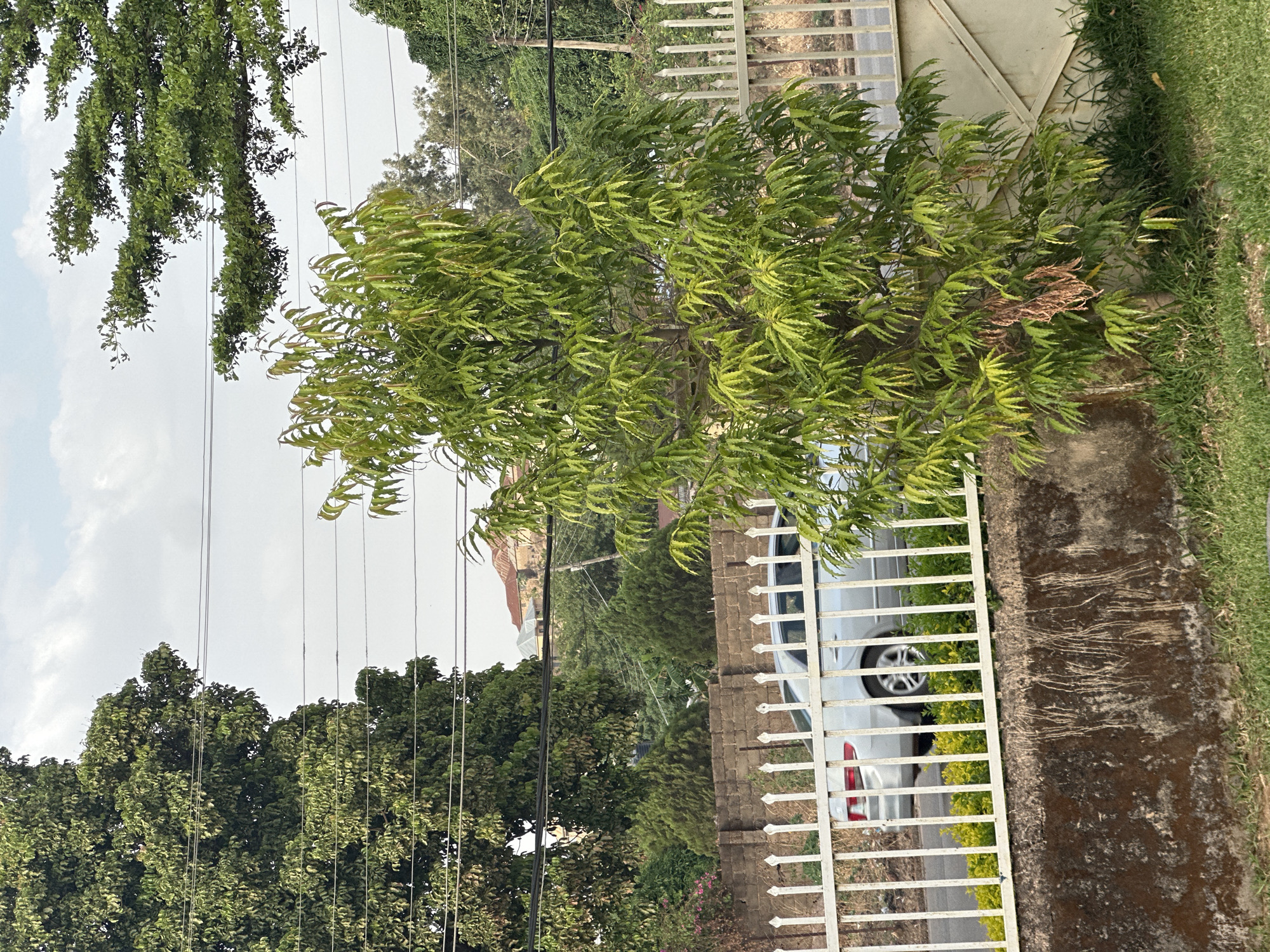 The image depicts a street scene in Jos, Nigeria. In the foreground, a tree with dense green foliage stands behind a white metal fence. A light-colored vehicle is partially visible through the fence, parked behind the tree. In the background, there are additional trees and power lines against a cloudy sky. A building with a reddish roof is seen further in the distance. A walkway and a patch of grass are on the right side of the frame.