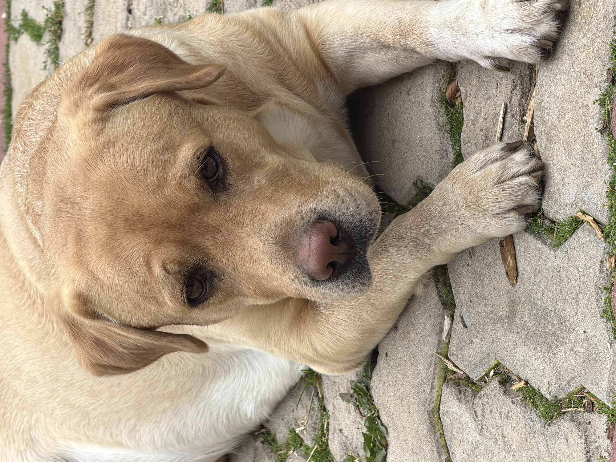 A fawn-colored Labrador retriever is lying on a patio of interlocking concrete pavers. The dog's head is resting on its paws, and its eyes are looking directly at the camera. The dog's fur is short and sleek, and its ears are floppy. The patio is surrounded by patches of green grass and small twigs. The background is blurred, but it appears to be an outdoor setting. The lighting is bright and natural, suggesting it is daytime.