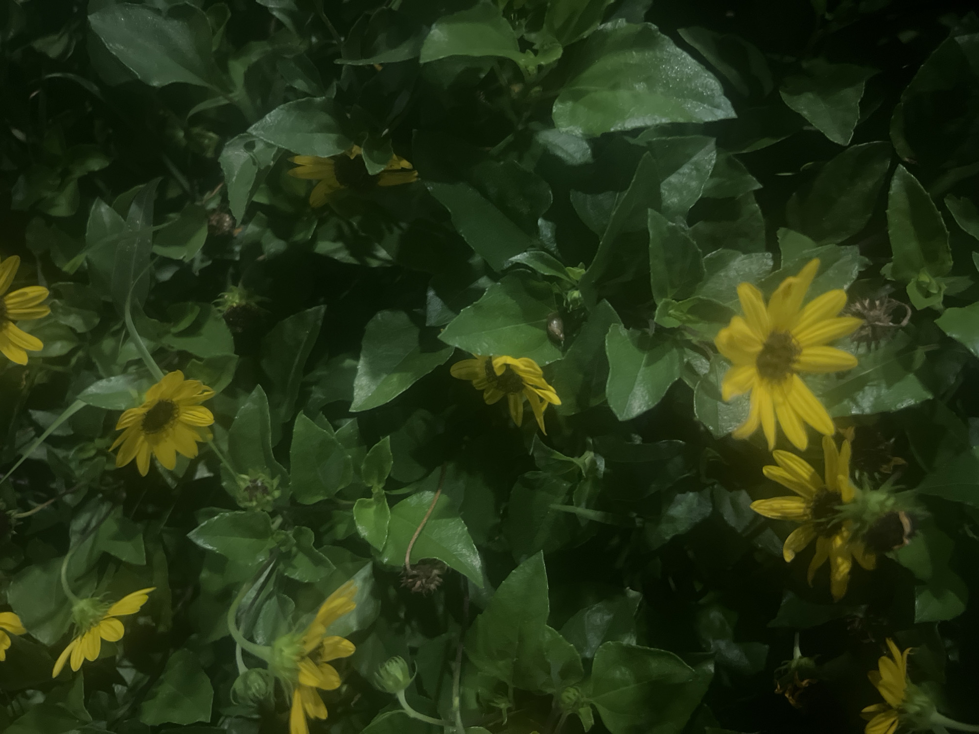 The image is a close-up, overhead shot of a dense cluster of green foliage with several small yellow flowers interspersed throughout. The flowers are characterized by their bright yellow petals and dark centers. The leaves are broad and ovular, with some appearing slightly glossy, possibly due to moisture. The lighting suggests it might be late evening or early morning, or a shaded area, as the scene is dimly lit and shadows are prominent. There are no people or discernible human activity visible. The setting appears to be natural or garden-like. No specific landmarks or details identify the location as Or Akiva, Israel.