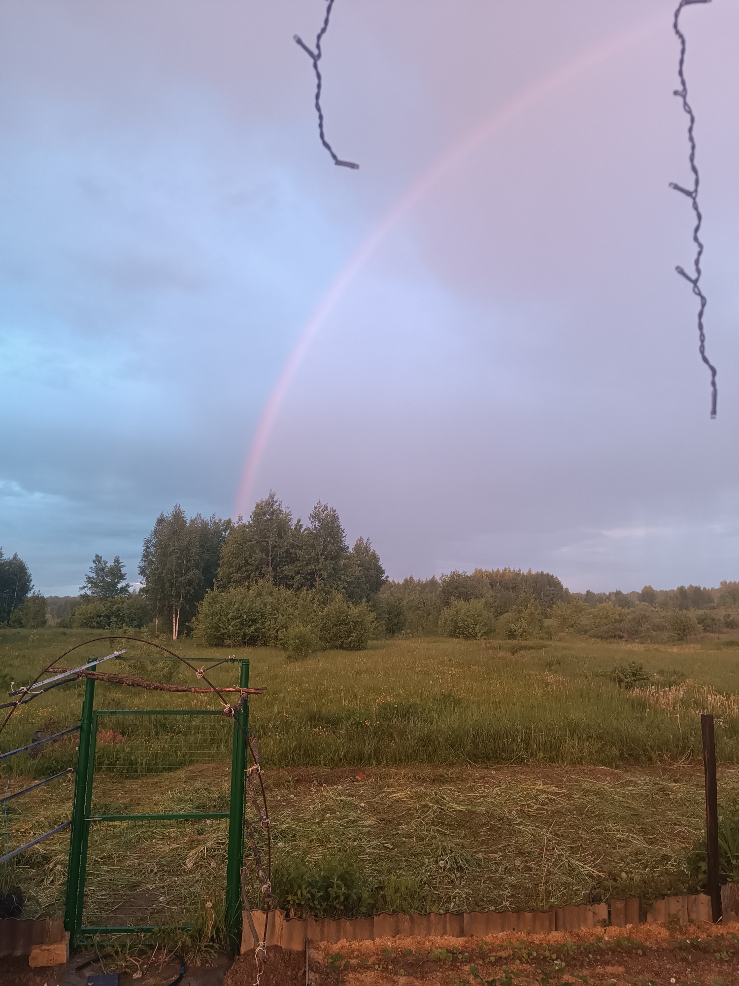 The image captures a rural scene under a sky exhibiting a prominent rainbow. In the foreground, there's a green metal gate with rustic wooden and wire elements attached. A field stretches out, interspersed with patches of grass, low-lying plants, and a cluster of trees towards the mid-ground. The sky transitions from a light blue on the left to a pale pink-purple where the rainbow arcs across. Notably, a string of lights is suspended from above, partially obstructing the view in both the top left and right corners.