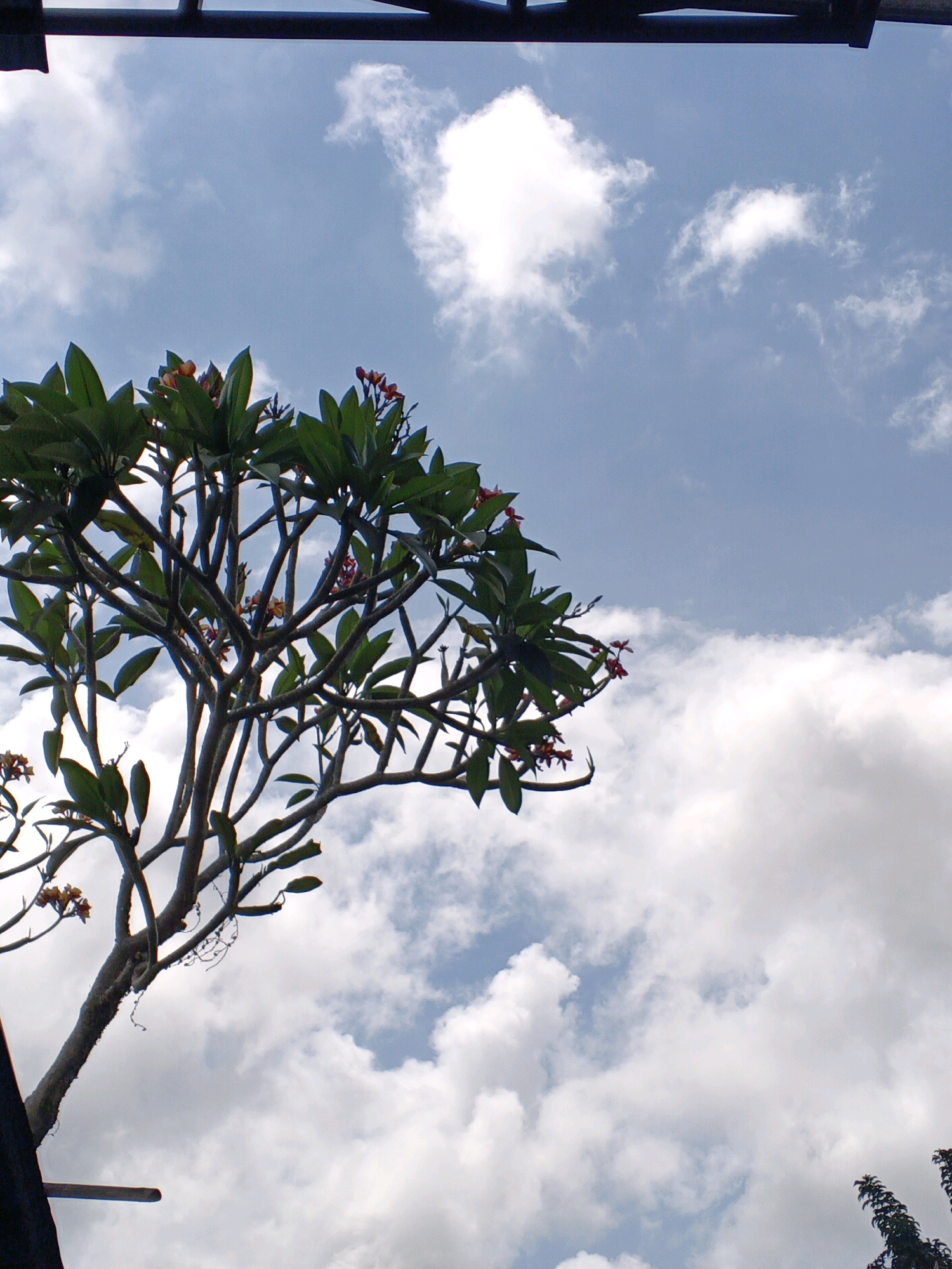 The image shows a frangipani tree with green leaves and small pink and yellow flowers against a blue sky with white clouds. The branches of the tree are gnarled and spread out. In the foreground, a dark, angled structure, possibly a roof or awning, is visible at the top and bottom left of the image. The scene appears to be outdoors in a tropical or subtropical location, consistent with Ubud District, Indonesia, known for its lush vegetation and frangipani trees. There are no people or animals present in the frame. The lighting suggests it is daytime.