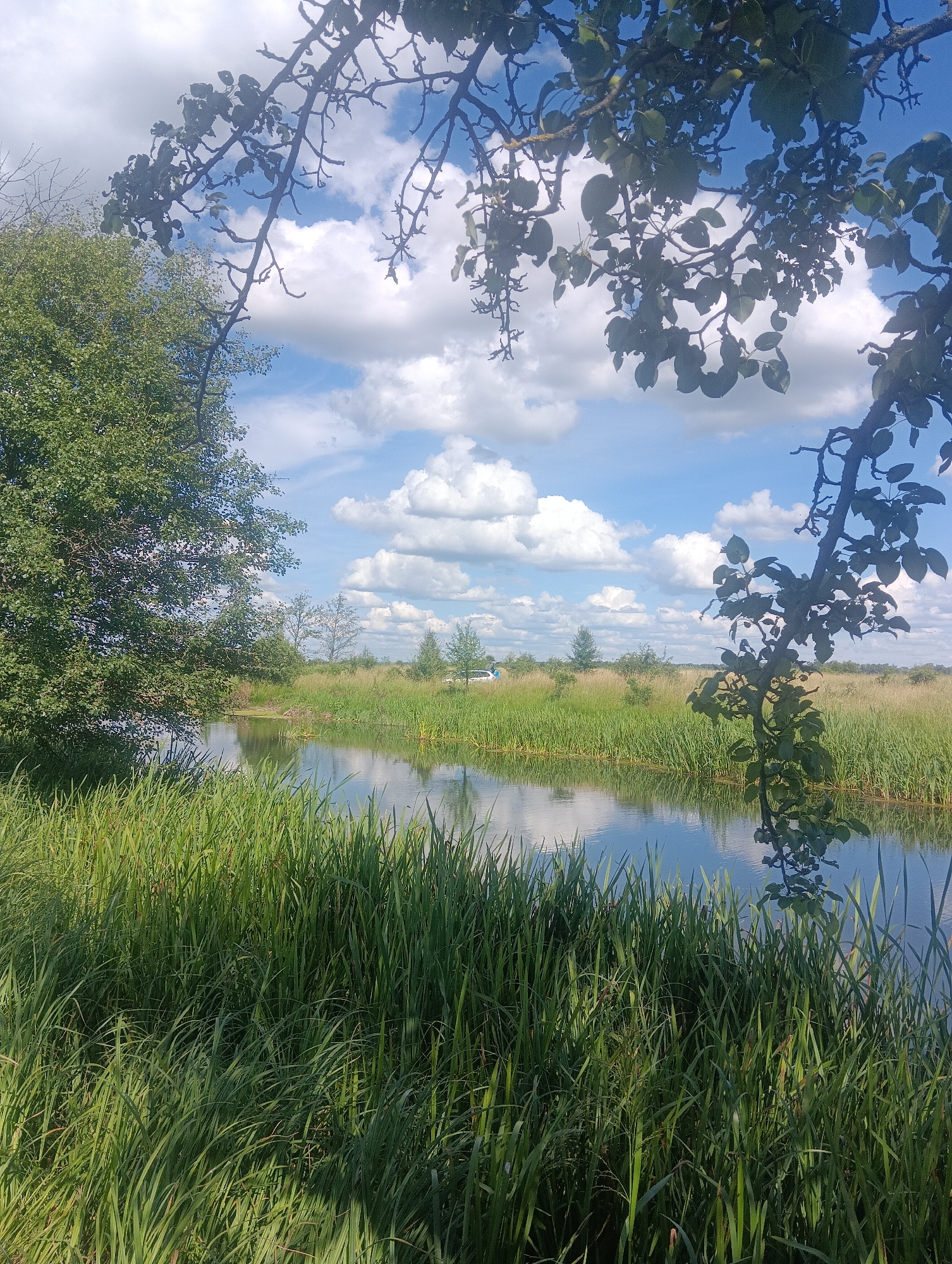 An outdoor shot captures a serene landscape with a body of water reflecting a bright blue sky dotted with fluffy white clouds. The foreground is dominated by lush green reeds and tall grass, creating a natural border along the water's edge. A large, leafy tree stands to the left, its branches reaching towards the sky. In the middle ground, more reeds and tall grass line the opposite bank of the water, with scattered trees and shrubs further in the distance. A small, light-colored vehicle is visible in the far distance, situated among the vegetation. The scene is framed by the dark, silhouetted branches of a tree in the upper portion of the image, its leaves casting a partial shadow. The overall impression is one of tranquility and natural beauty under a partly cloudy sky.