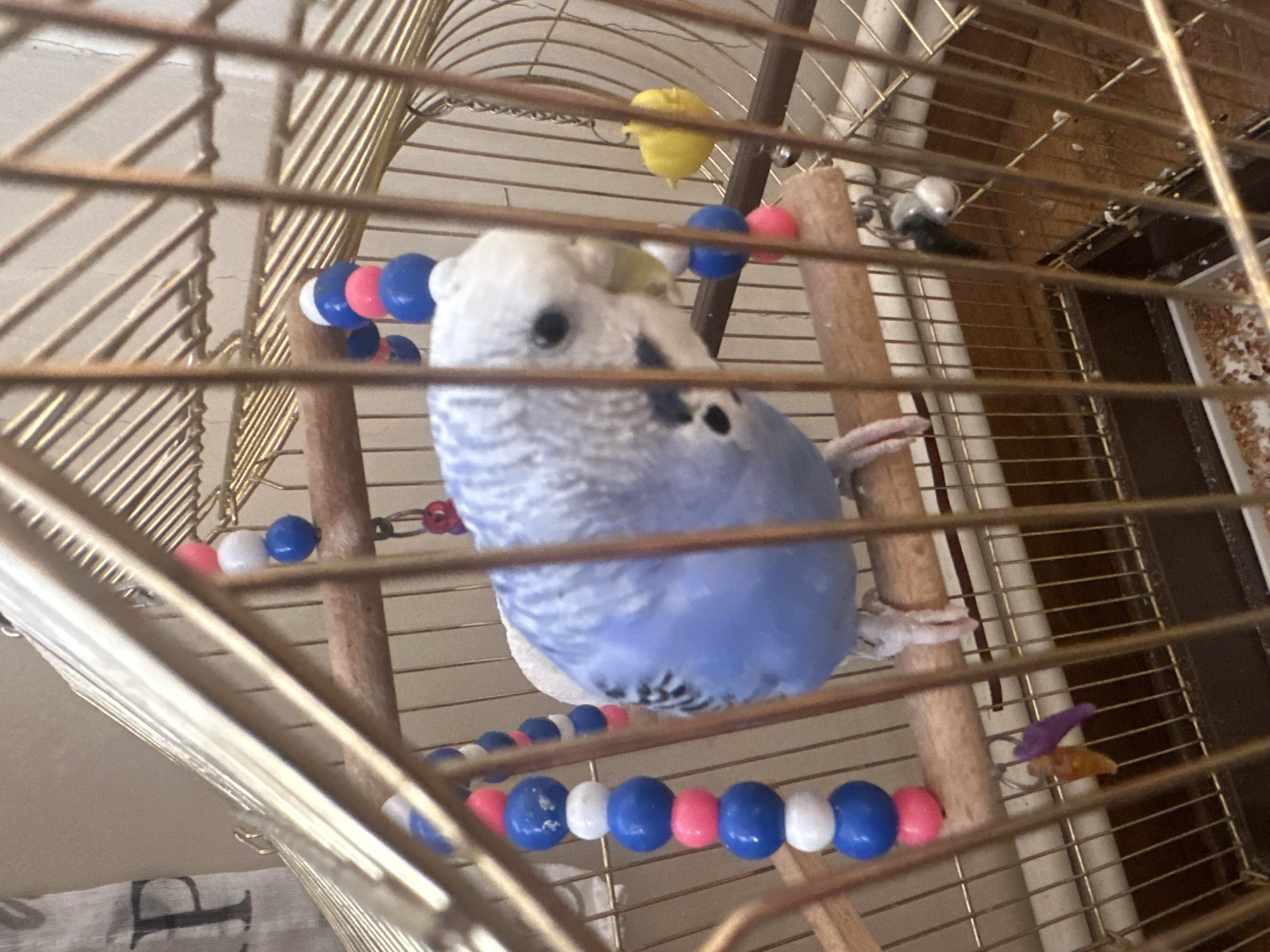 An indoor, eye-level, medium shot captures a close-up of a blue and white budgie perched on a wooden dowel inside a golden metal birdcage. The budgie is facing to the right, with its head tilted slightly down and to the left. Its bright blue body is visible, along with white and light blue feathers on its head and neck. Black markings are visible on its face and wings.
A colorful beaded toy, made of alternating blue, white, and pink beads, hangs to the left of the bird. Another similar beaded toy hangs to the right, with a small yellow plastic toy shaped like a bell attached to it. A tiny purple and orange plastic toy is suspended from the bottom left of the cage. The bottom of the cage contains scattered birdseed. The background is a neutral, light-colored wall, partially obscured by the cage bars and a light-colored cloth with a black letter "P" visible on it.