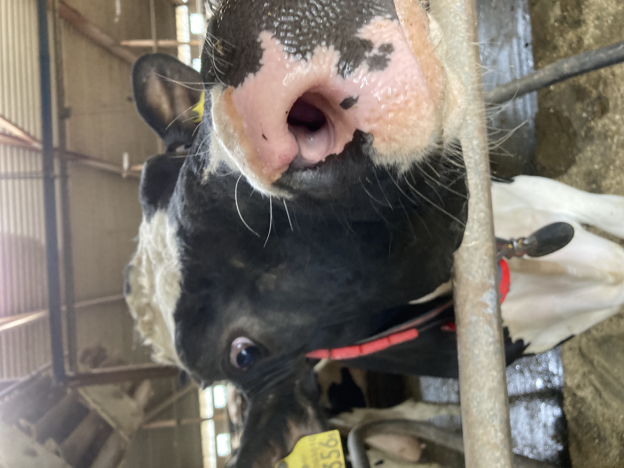 The image shows a close-up view of a black and white cow's face. The cow is in a barn, with its head and upper body filling most of the frame. The cow's mouth is open, revealing its tongue and teeth. The cow has a yellow tag on its ear with the number "356" visible. The cow is wearing a red collar. The background is blurry but appears to be part of a barn structure with wooden beams and metal supports. The lighting suggests it is daytime. The exact location in the city of Kalmar, Sweden, is not identifiable from the image.