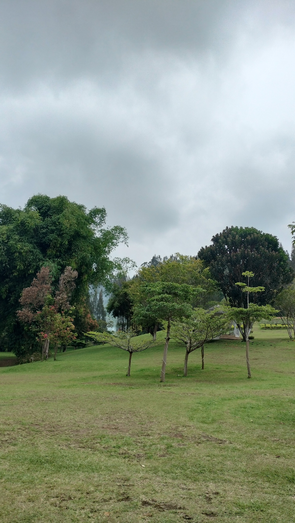 A wide-angle outdoor shot captures a grassy hillside with several trees under a cloudy, overcast sky. The foreground is dominated by a large expanse of green grass, with some patches of exposed soil. Several young trees with thin trunks and umbrella-shaped canopies are scattered across the middle ground, some with twine wrapped around their trunks. Further up the hill, a variety of larger trees, including a dense bamboo cluster on the left and a dark, broad-leafed tree on the right, create a backdrop. In the distance, a building with a light-colored roof is partially visible behind the trees. The overall impression is one of a park or natural landscape.