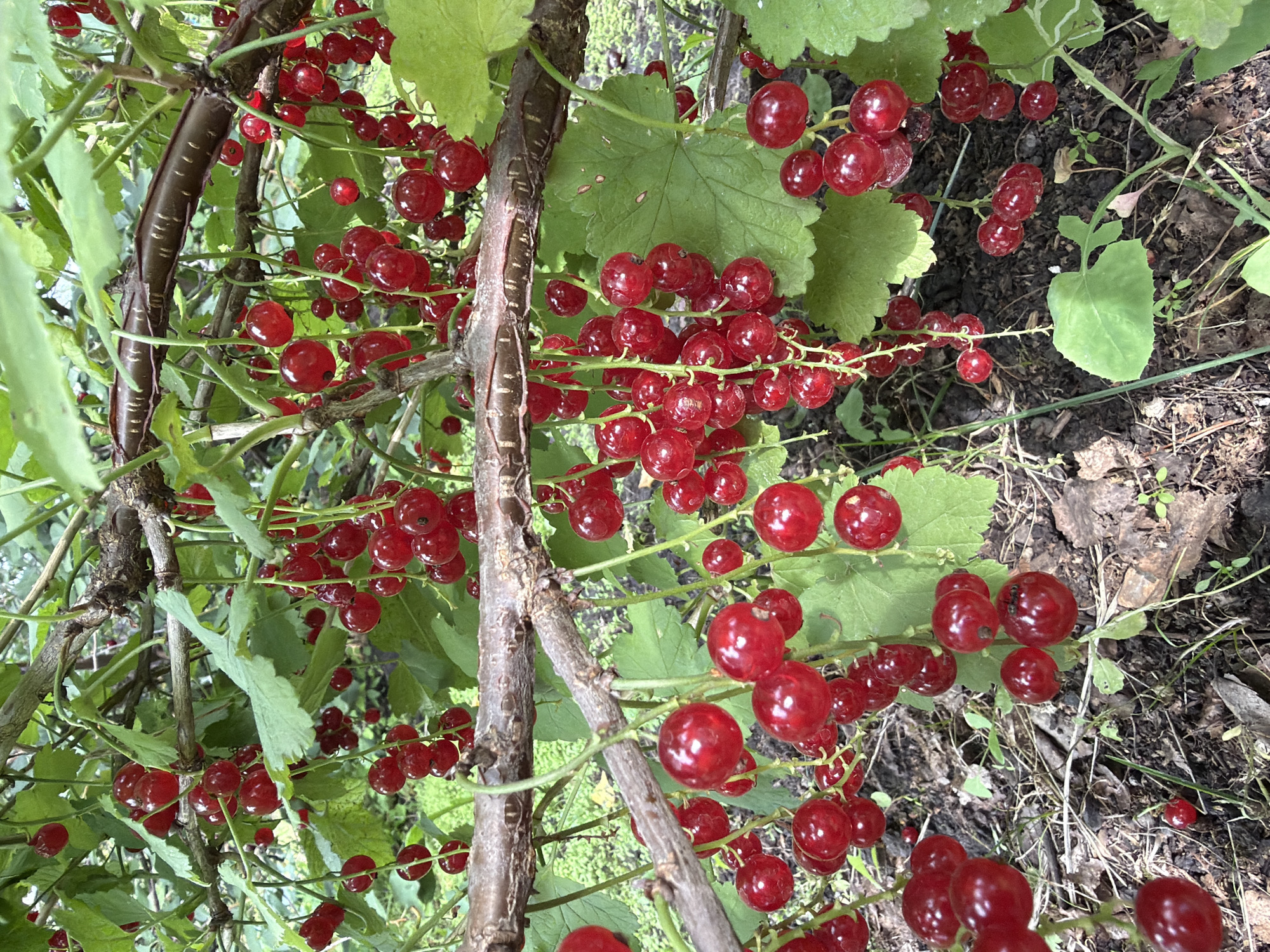 The image depicts a close-up view of red currants growing on a bush in Altayskiye Zori, Russia. The berries are a vibrant red and hang in clusters from thin stems, supported by branches with green leaves. The background is a blur of more foliage and the forest floor, suggesting a natural outdoor setting. There are no people or animals visible in the frame.