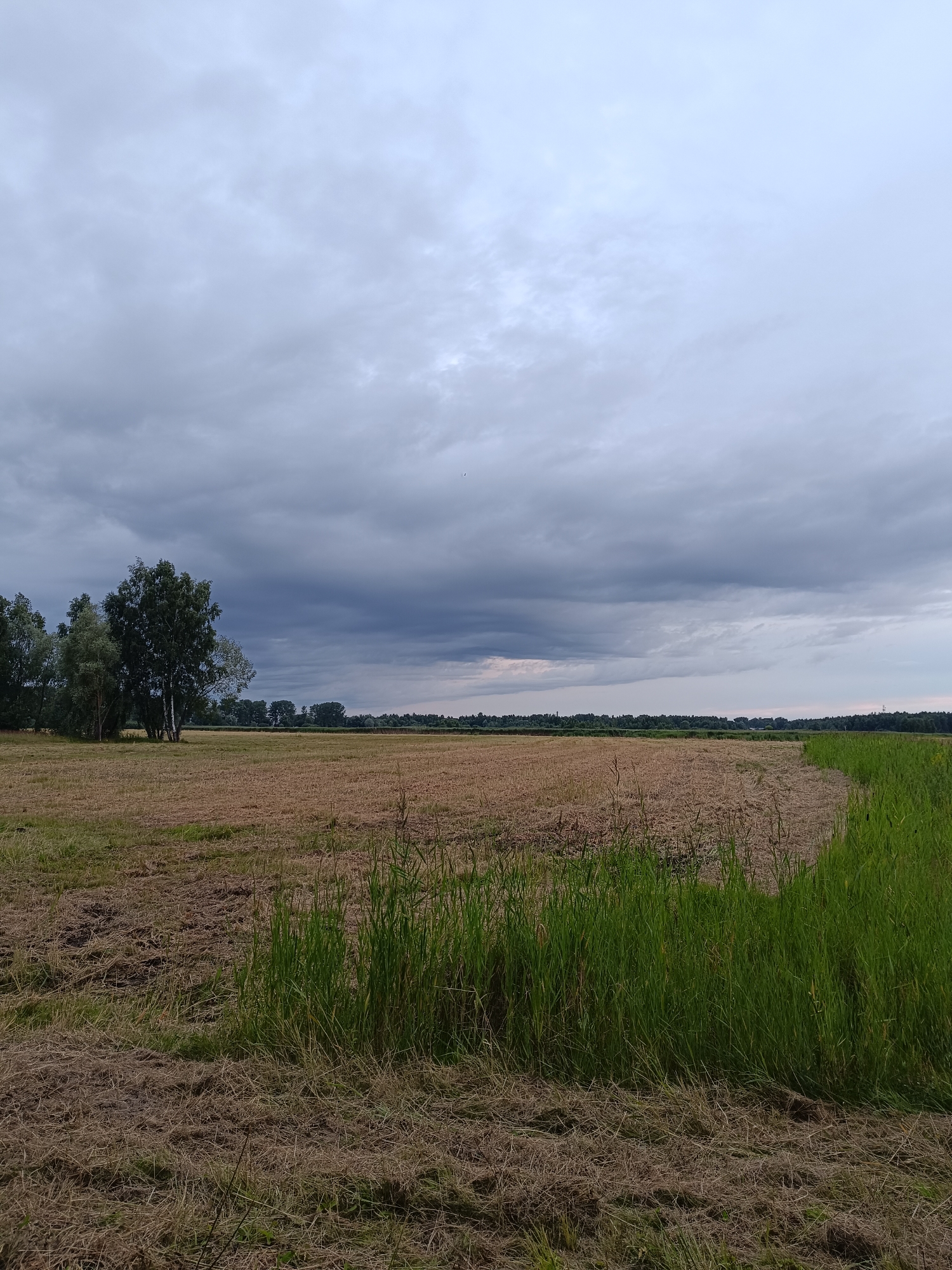 The image depicts a wide, open field under a cloudy sky. The foreground is dominated by dry, mown grass, suggesting recent agricultural activity. To the left, a cluster of trees stands tall, with a prominent birch tree among them. The field stretches into the distance, where it meets a line of trees forming the horizon. A bright green strip of vegetation runs along the right edge of the frame, contrasting with the dry field. The sky is filled with heavy, gray clouds, with a few lighter patches hinting at the presence of the sun behind them. No people or specific structures are visible. The overall impression is of a rural landscape, possibly on the outskirts of a city, with the natural environment taking precedence. This scene could be located in the vicinity of Riga, Latvia, given the prevalence of agricultural land and forests surrounding the city.