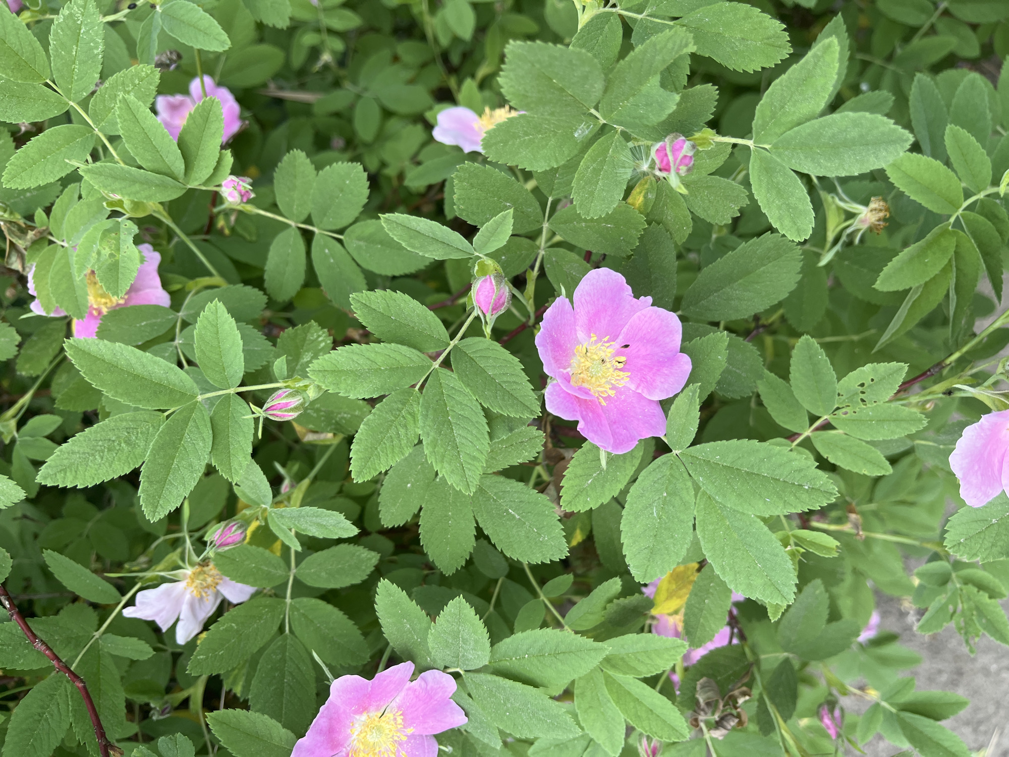 The image shows a cluster of wild rose bushes, likely located in a park or garden. The flowers are a light pink with yellow centers. The leaves are green and jagged. There are also some rosebuds that have not yet bloomed. The overall scene is one of natural beauty.