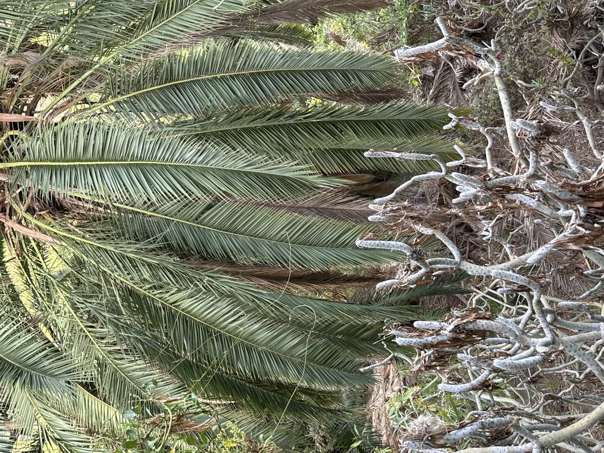 The image displays a close-up view of a palm tree with large, green fronds dominating the upper portion. Beneath the palm fronds, a cluster of leafless, greyish-white branches of another plant is visible, creating a stark contrast. These branches are gnarled and have a textured surface, with some dried brown leaves still attached. The background consists of more vegetation, including what appears to be dried palm leaves and other greenery. The lighting suggests it is daytime, with soft shadows indicating an overcast or shaded environment. The location is given as Unknown, Unknown. There are no people or animals visible in the image.