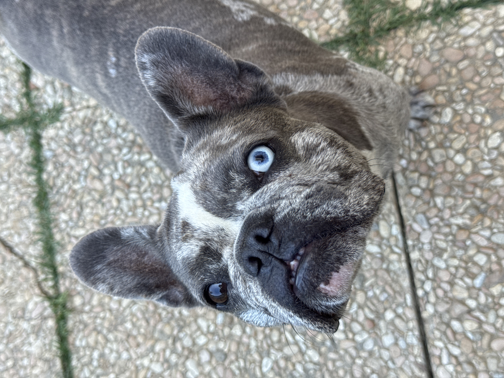 This is a high-angle, close-up, eye-level shot of a brindle French Bulldog. The dog's head is tilted, and it is looking directly up at the camera. Its fur is a mix of grey, black, and white stripes. One of the dog's eyes is a striking bright blue, while the other is a dark brown. Its mouth is slightly open, revealing a few small teeth. The dog has large, erect ears, characteristic of the breed.
The setting appears to be outdoors, on a paved surface made of small, rounded stones in various shades of beige and grey. To the left of the dog, there are some blades of green grass, suggesting a grassy area nearby. The lighting indicates it is daytime, and the shadow cast by the dog is not visible, so the time of day is unclear. There is no visible text in the image. The dog's expression could be interpreted as curious or playful. The location context is San Benedetto del Tronto, Italy.