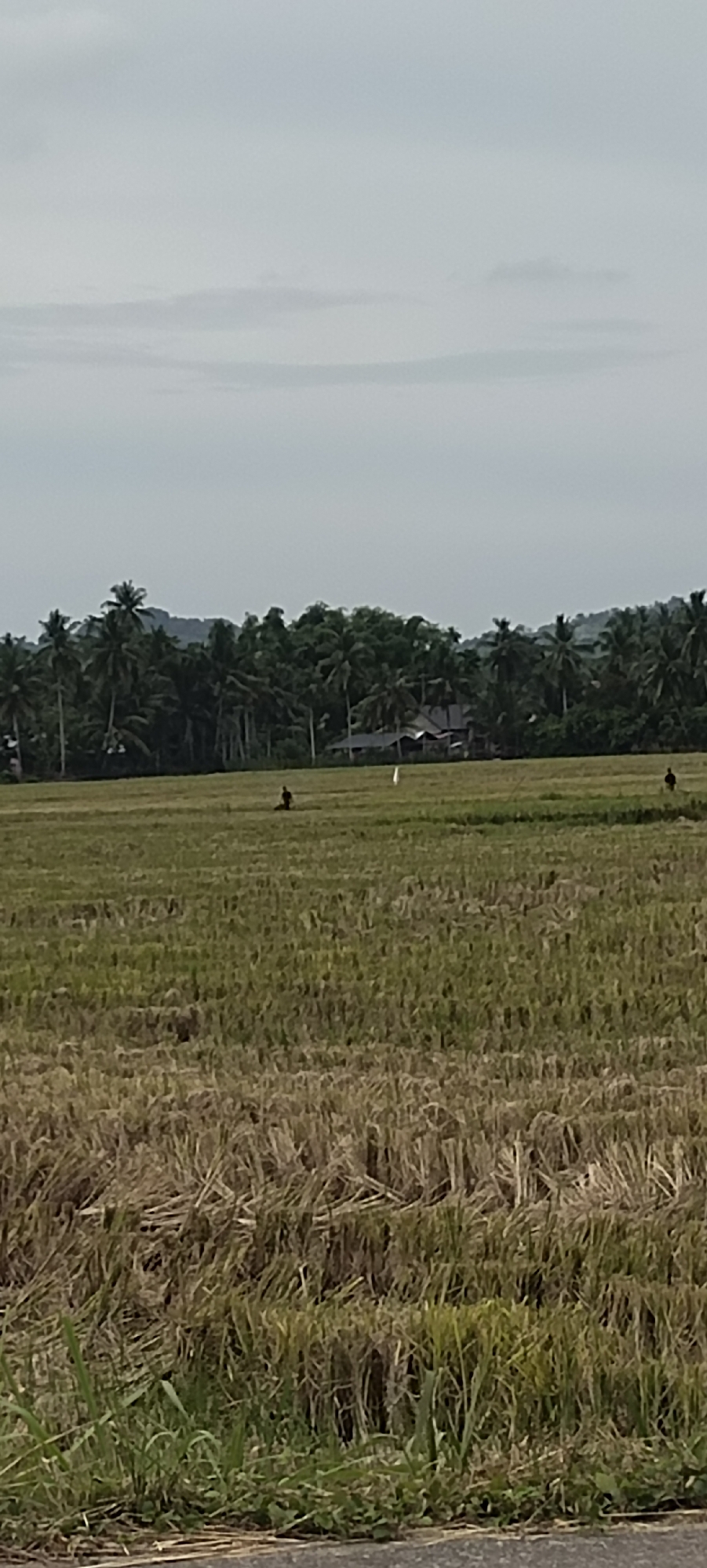 The image depicts a harvested rice field in Cotentung, Indonesia. The foreground shows stubble and remnants of the rice crop. Two dark figures, possibly people, are visible in the middle ground, scattered across the field. A white object is between the figures, potentially a marker or scarecrow. A line of palm trees and dense vegetation forms the background, with a building visible behind them. The sky is overcast, suggesting a cloudy day. The view is taken from ground level.