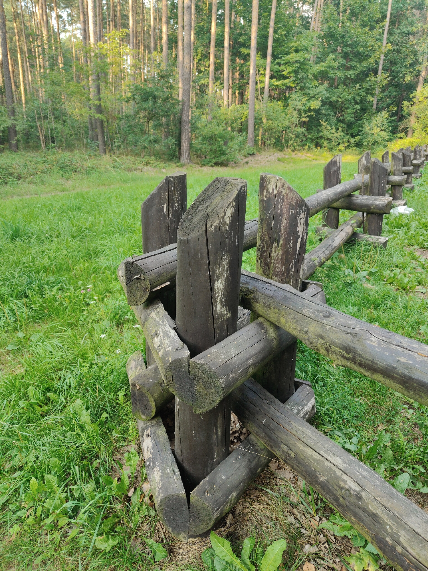 The image depicts a rustic wooden fence in a grassy, wooded area, possibly in or near Dębogórze, Poland. The fence is constructed from rough-hewn logs, showing signs of weathering and age, with some moss or lichen visible on the wood. The fence runs diagonally from the foreground into the background, suggesting it marks a boundary or pathway. Behind the fence, a lush green meadow extends towards a dense forest of tall, slender trees, characteristic of a temperate climate. The lighting suggests it is daytime, with sunlight filtering through the trees, creating a dappled effect on the grass. There are no people visible in the frame. The overall impression is one of a natural, somewhat uncultivated environment.