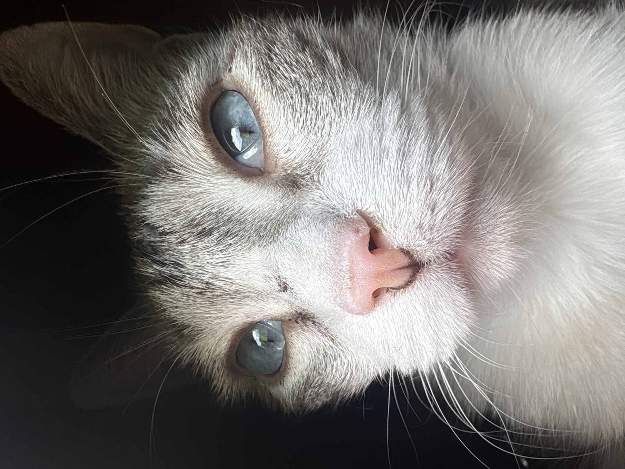 A close-up, headshot photograph of a domestic cat with striking blue eyes is presented. The cat's fur is a mix of white, grey, and light brown tabby markings, with prominent white whiskers. Its pink nose is slightly moist. The background is dark and appears to be an indoor setting, possibly near a window or a dark corner, as indicated by the contrast with the lit subject. There are no other subjects or objects of note, and no discernible environmental context is provided to link it to Almaty, Kazakhstan. The image captures the cat looking slightly upwards and to the viewer's left.