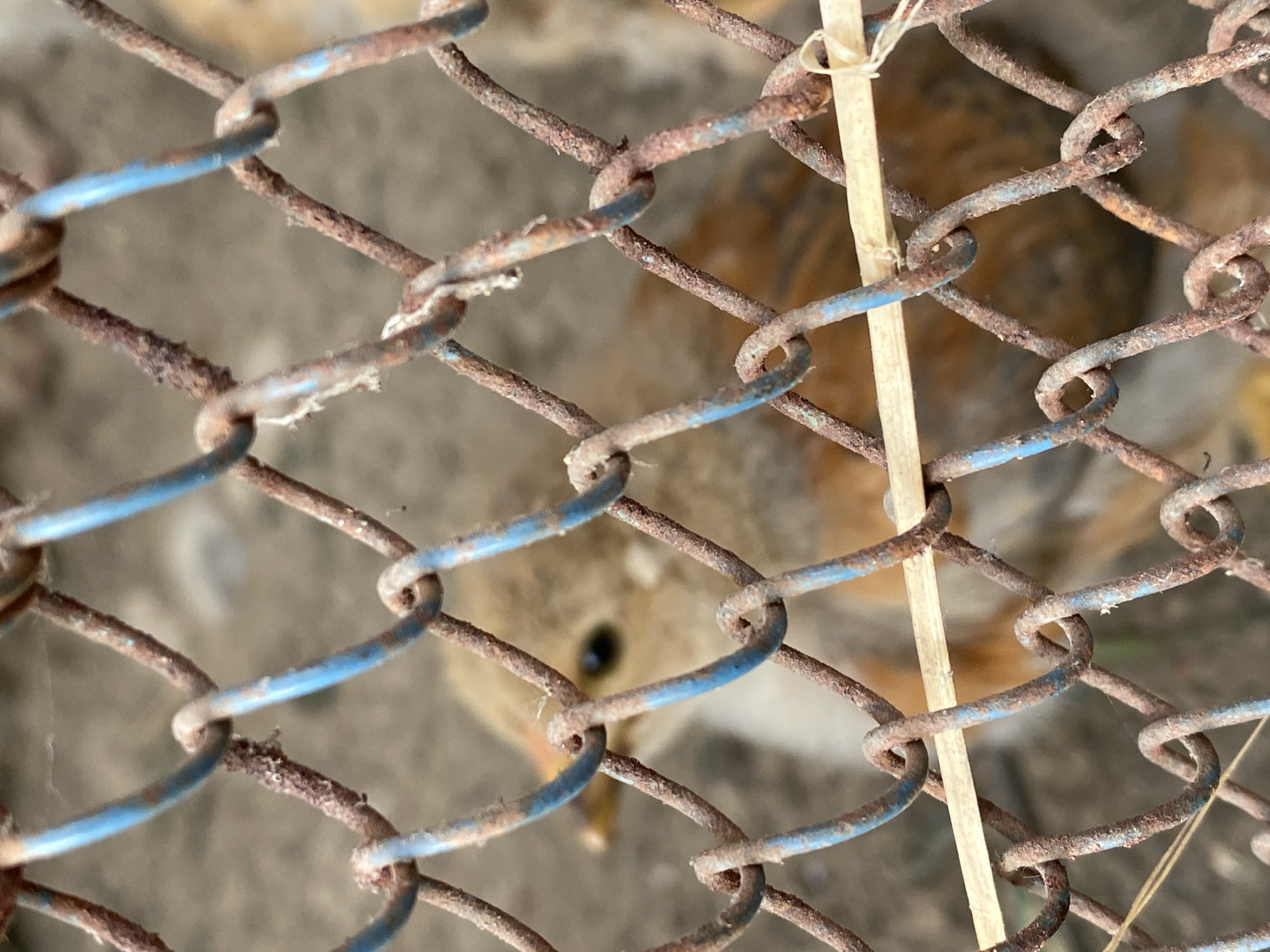 A close-up, eye-level shot focuses on a rusty chain-link fence with streaks of faded blue paint. The fence dominates the foreground, with strands of wire forming diamond shapes. Behind the fence, a young bird with light brown and orange plumage is visible. The bird's head is turned to its left, revealing a dark eye and a portion of its beak. The background is blurred, suggesting an outdoor environment with a dirt or gravel ground. The scene appears to be in Cairaclia, Moldova, though no specific landmarks or contextual clues indicate this precise location within the city. The overall impression is one of enclosure, with the bird behind the barrier.