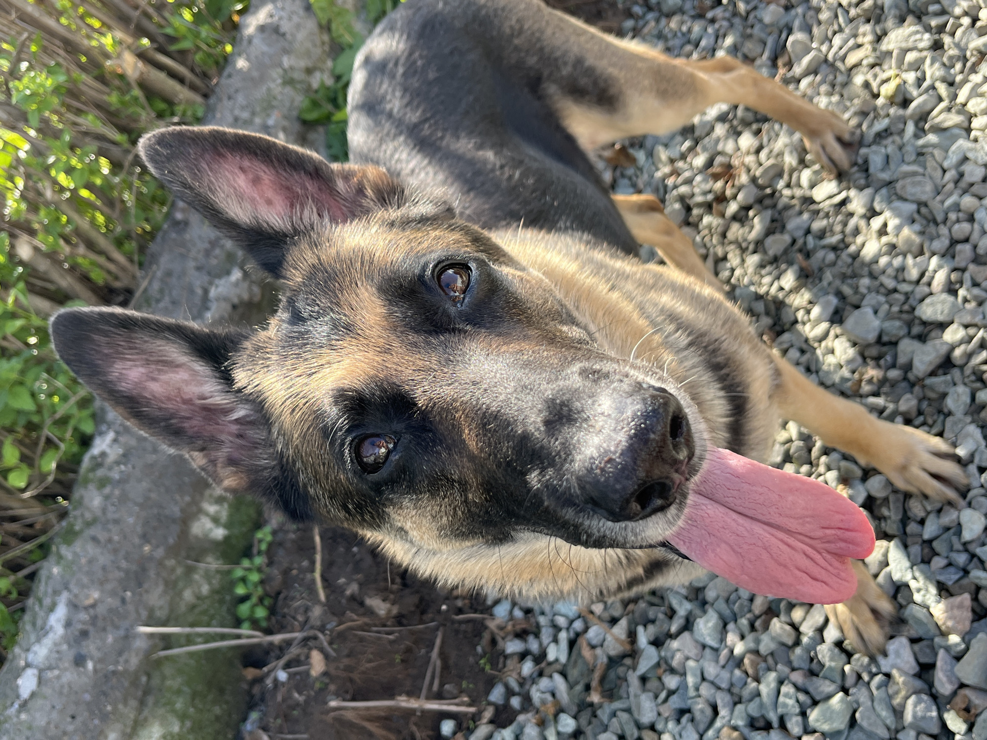 A German Shepherd dog with a black and tan coat is looking up at the camera, its pink tongue hanging out. The dog is standing on a surface covered with small gray and white rocks. In the background, there is a large gray rock, dirt, and green foliage with some branches. The image is taken outdoors. The specific location in the city of Nizhny Tagil, Russia is not determinable from the visual information provided.