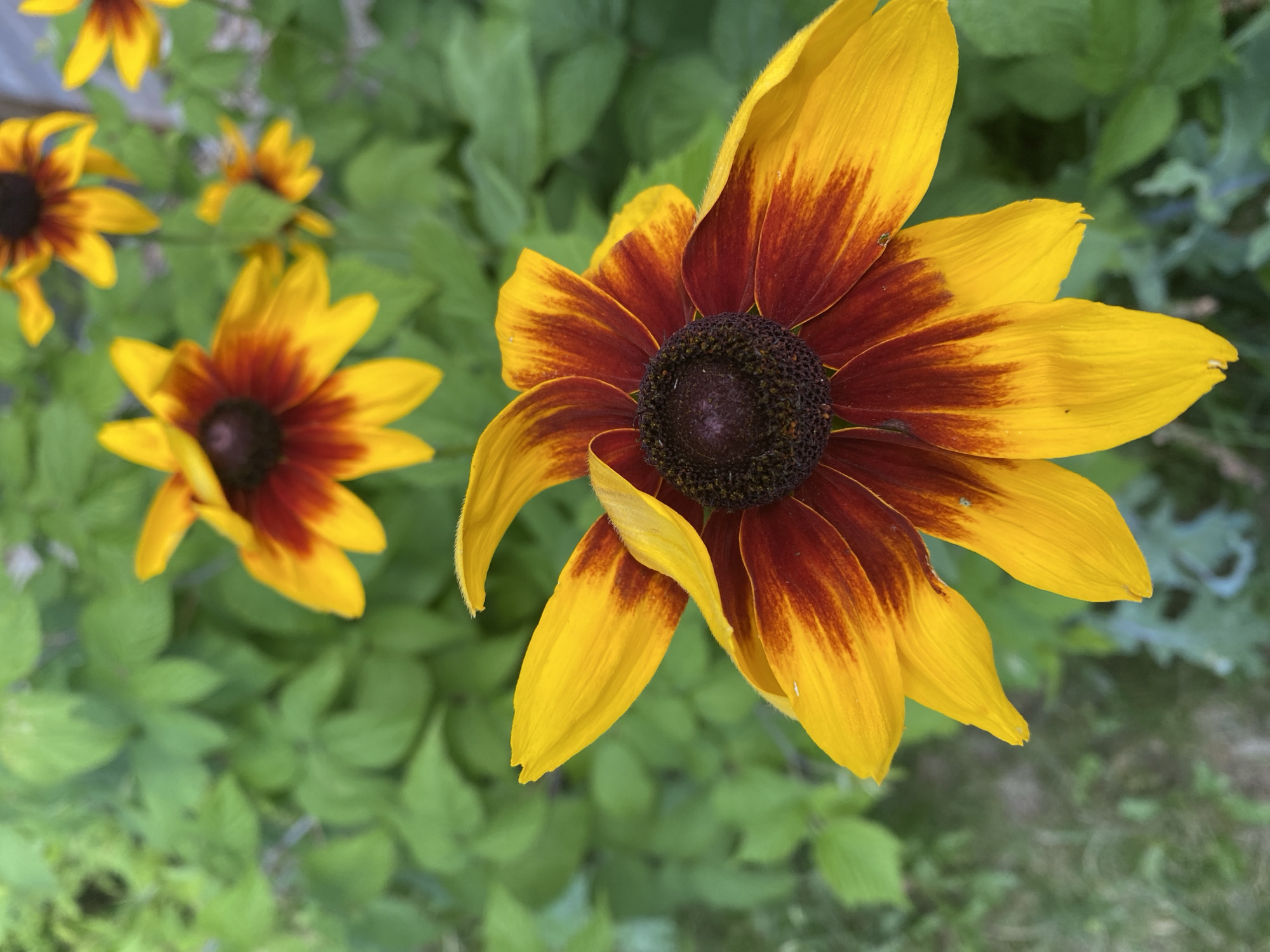 The image depicts a close-up view of a black-eyed Susan flower in full bloom, set against a backdrop of lush green foliage. The flower's petals are a vibrant yellow, transitioning to a deep reddish-brown towards the center. The central disc of the flower is a dark, textured brown. Several other black-eyed Susan flowers, also in bloom, are visible in the background, appearing slightly out of focus. The overall scene suggests an outdoor setting, likely a garden. The specific location of Sainte-Anne-de-Bellevue, Canada, is not discernible from the visual information provided in the image.