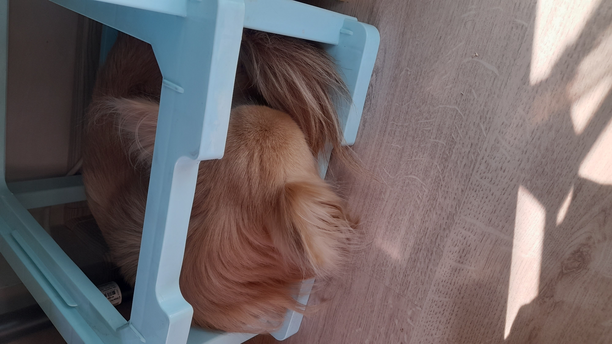 A medium-sized, golden-brown, long-haired dog is curled up under a small, light-blue, plastic stool. The stool is positioned on a light-brown, wood-grain-patterned floor. Sunlight casts linear shadows on the floor to the right of the stool. The dog's head is tucked in, and its tail is visible near the back of the stool. A small bottle with a label is partially visible underneath the stool. The location cannot be ascertained from this photograph; therefore, it is not possible to ascertain the location within Saint Petersburg, Russia.