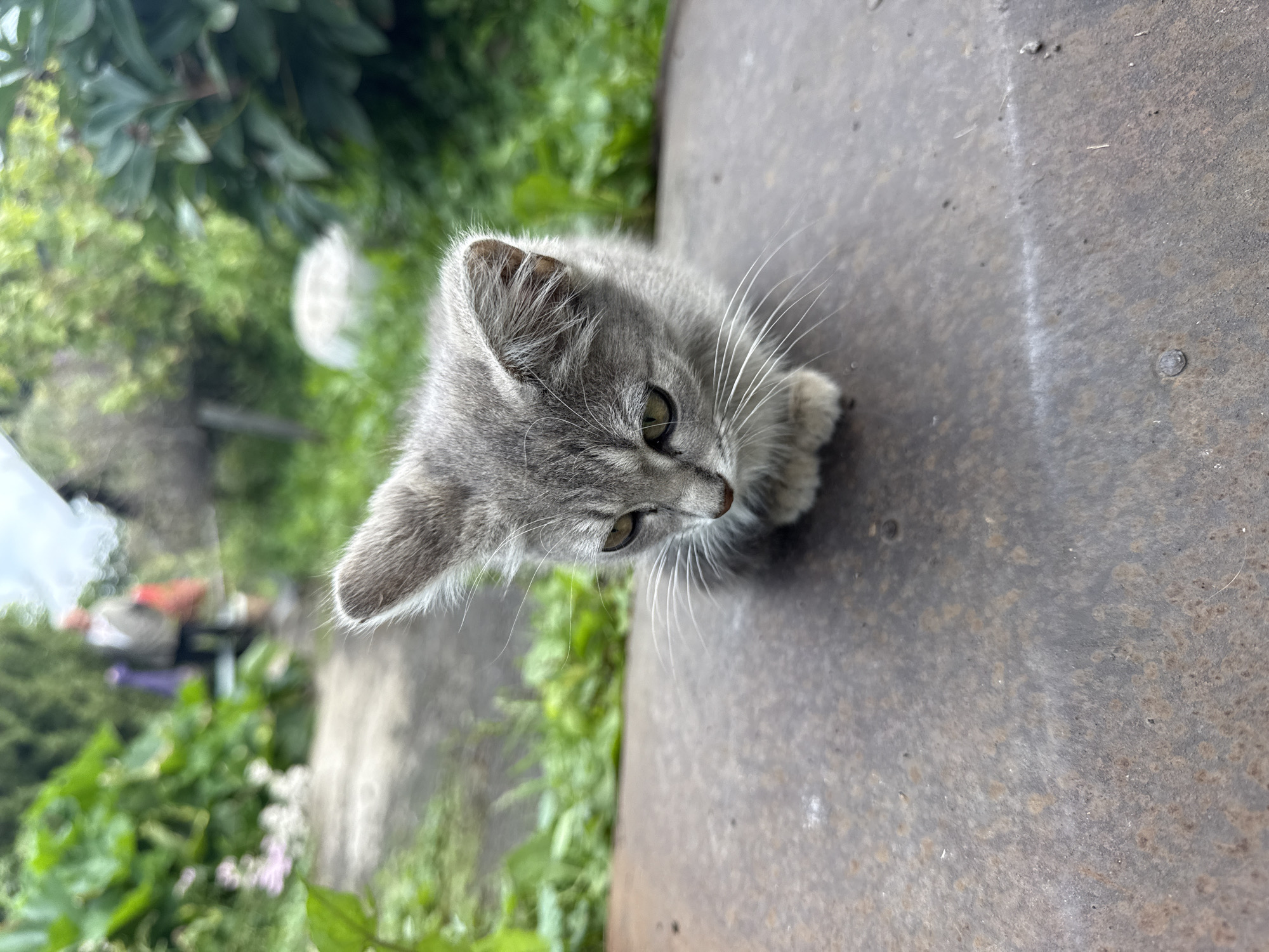 A fluffy gray kitten is sitting on a rusty metal surface outdoors. The kitten is looking down with its ears perked and its whiskers spread wide. In the background, there is a blurred path with green foliage on either side. Further in the background, a person is walking away, carrying red and purple bags. The scene appears to be in a garden or backyard. The specific location in Kamensk-Uralsky, Russia cannot be determined from the image.