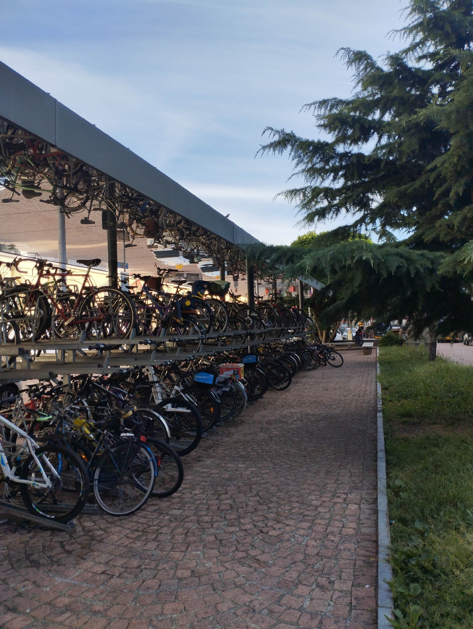 This outdoor photograph captures a multi-tiered bicycle parking facility under a large, modern canopy, likely taken in the late afternoon or early evening. Hundreds of bicycles are densely parked across multiple levels, some at ground level in traditional racks, while others are stored in an elevated system where their wheels or frames are suspended, appearing somewhat inverted under the grey structure. The canopy's underside reflects a soft, warm light.
A wide pathway made of reddish-brown cobblestones runs alongside the bike racks, leading into the distance. To the right of the path, a strip of green grass separates it from a row of large, dark green evergreen trees, whose branches extend over part of the scene and into the bright, light blue sky with wisps of white clouds.
In the mid-ground, past the trees and further down the path, a white bench is visible, with two indistinct human figures near it, one appearing to wear a red top. Their activity is not clear. The scene is well-lit by natural light, casting soft shadows.
Among the numerous bikes, a blue container on one bicycle in the foreground has partially visible text that appears to read "FAIRLEICH". Another red container or box on a different bike displays the words "BUY ME". The overall setting suggests a busy public space, perhaps near a transit hub or a large campus, accommodating a significant number of cyclists.