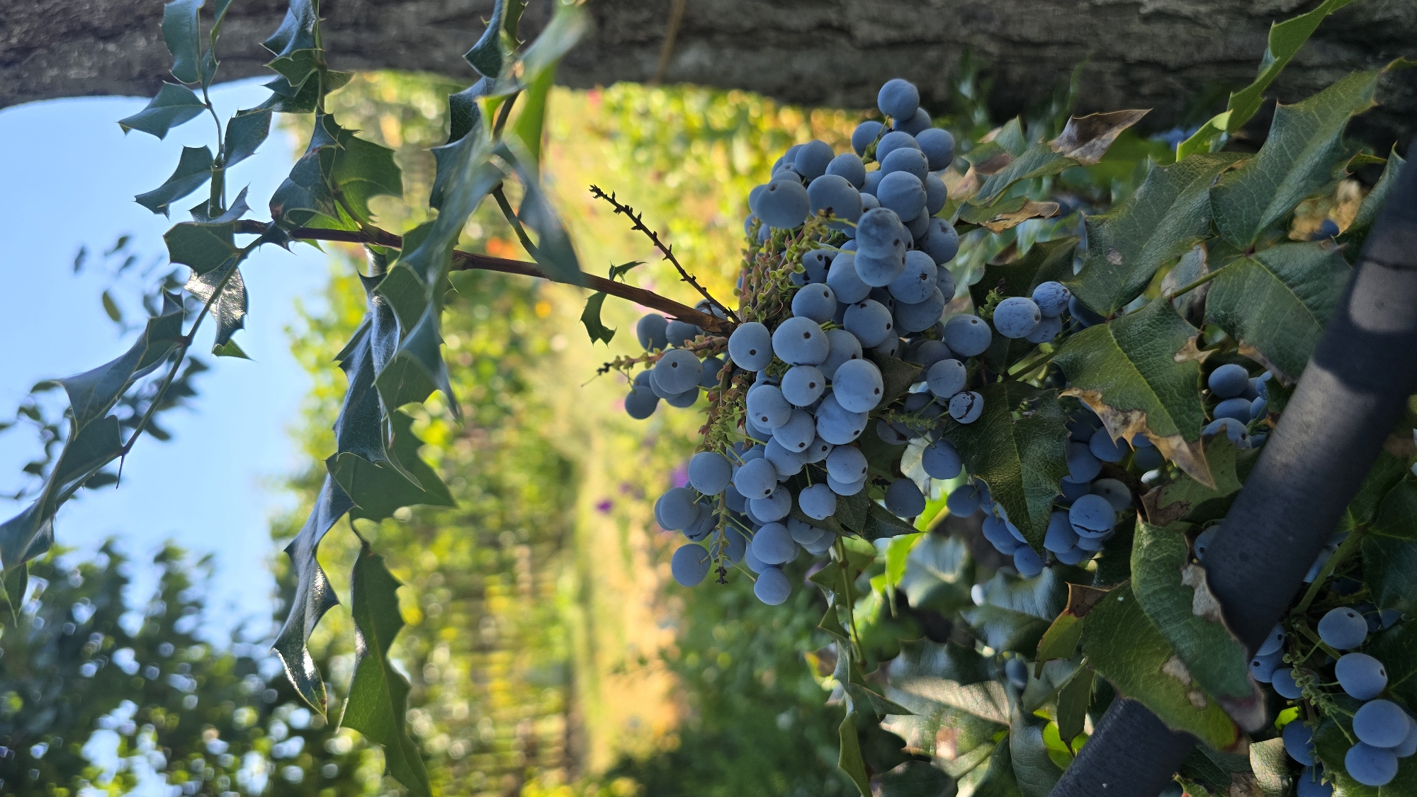 A close-up, eye-level shot captures a cluster of ripe, blue berries hanging from a thorny branch of a Mahonia aquifolium plant, also known as Oregon grape. The berries are plump and round, with a dusty blue-gray bloom. The leaves of the plant are dark green, leathery, and sharply toothed, indicative of their holly-like appearance. In the background, a blurred garden scene unfolds with soft greens and yellows, suggesting a bright, sunny day. The trunk of a tree, with its textured bark, is visible on the right side of the frame, partially obscuring the background. A dark, cylindrical object, possibly a support or a hose, runs horizontally across the lower left portion of the image, adding a geometric element to the organic composition. The image is taken outdoors, likely in a garden or park setting, within the city of Bohnatove, Ukraine.