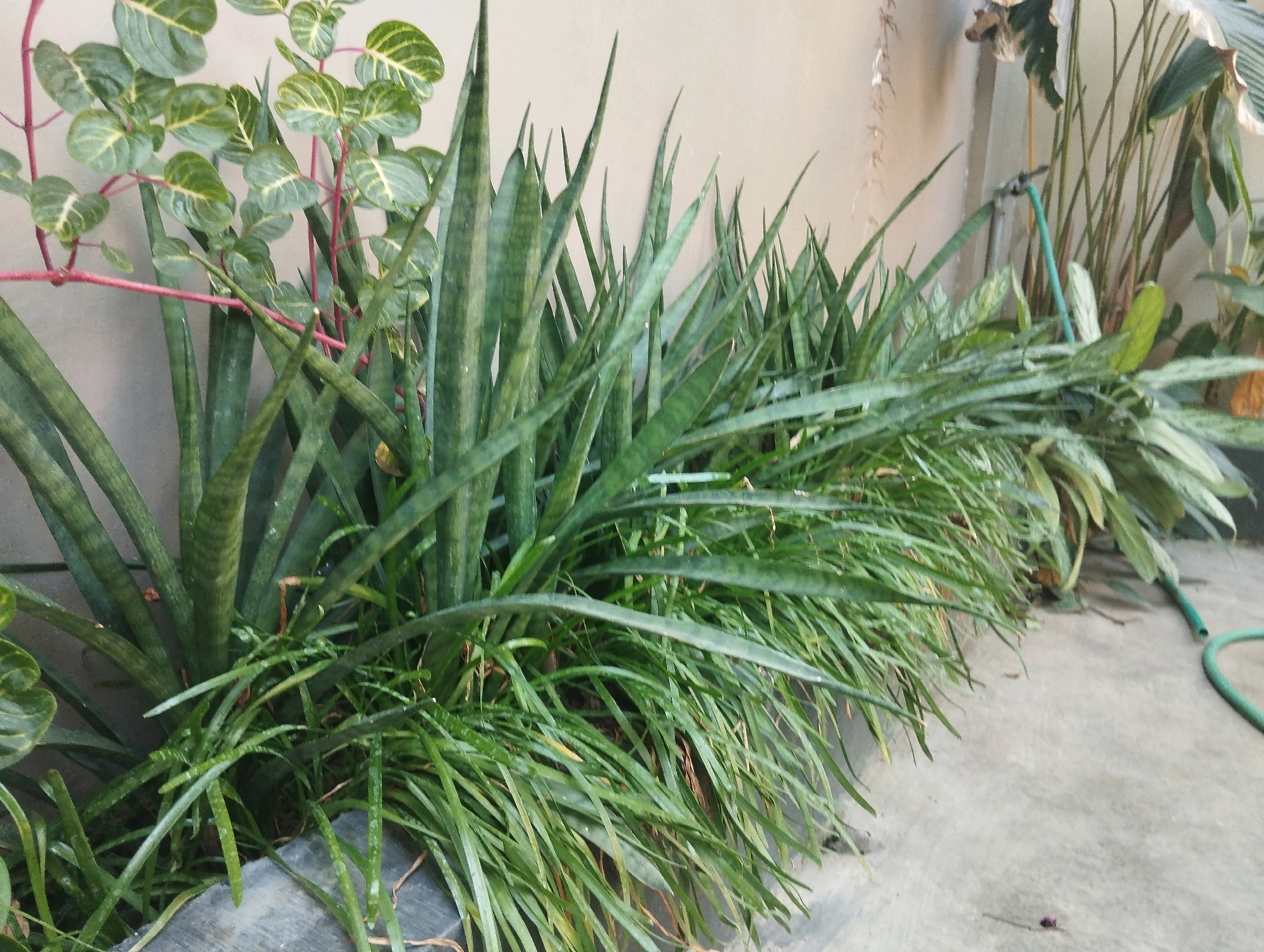 A close-up, eye-level, outdoor shot shows a row of green plants, predominantly snake plants, in front of a light-colored wall. The snake plants are tall and erect, with long, pointed leaves. Interspersed with the snake plants is another plant with smaller, oval-shaped leaves that have yellow veins. The plants are wet, suggesting recent watering. To the right, a green garden hose is visible on the concrete ground. The environment appears to be a garden or yard in Jatirejo, Indonesia.