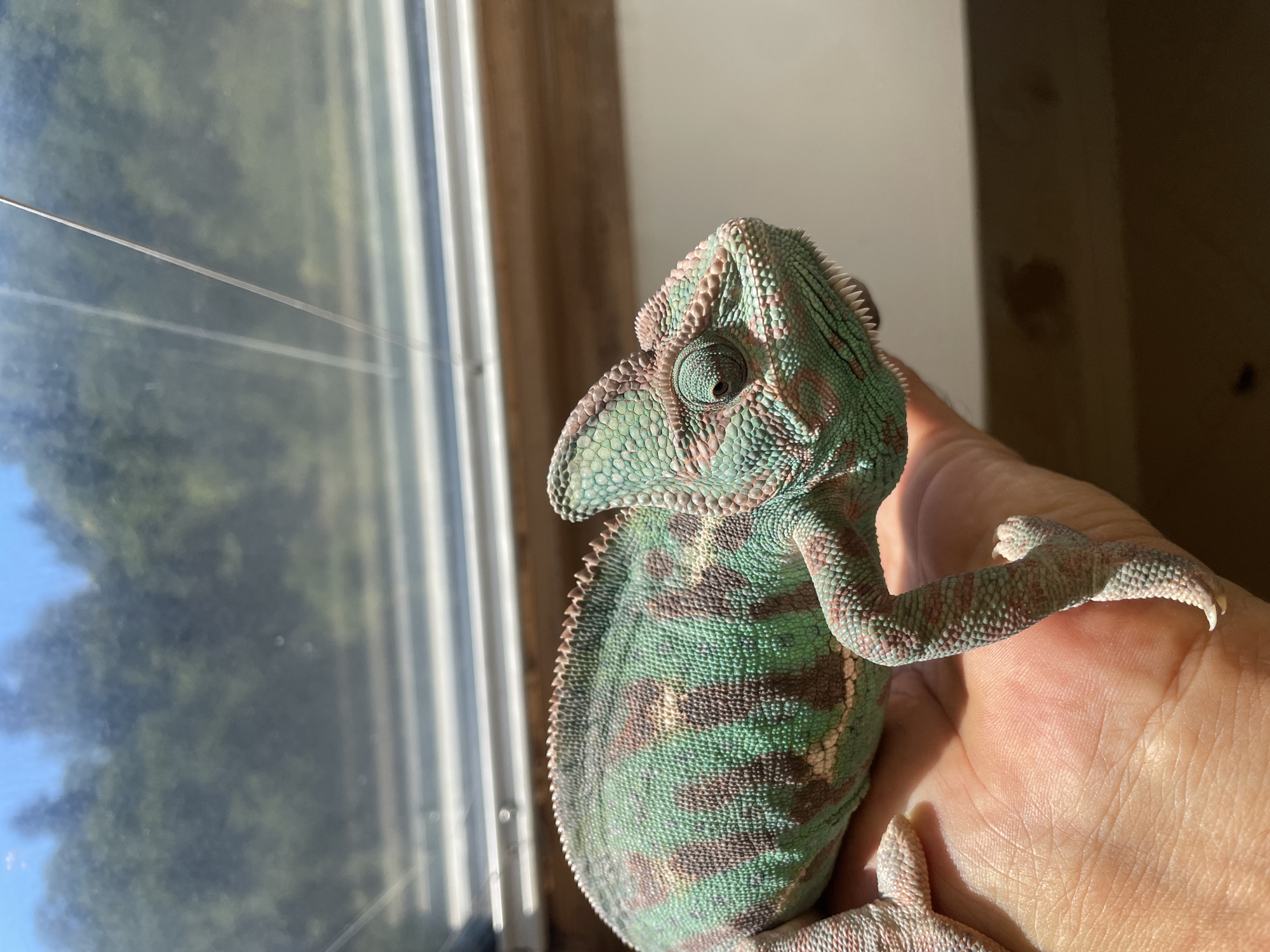 In Sochi, Russia, a veiled chameleon is held on a human hand, positioned in front of a window. The chameleon displays a pattern of green and brown stripes across its body. Through the window, blurred trees and a bright blue sky are visible, suggesting an outdoor environment. The hand holding the chameleon shows visible skin texture and is illuminated by natural light.