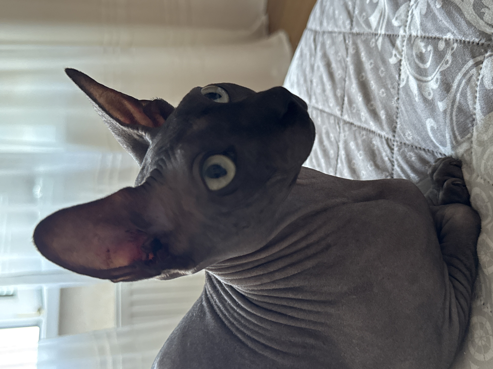A medium shot photograph captures a dark gray Sphynx cat with striking light green eyes, perched on a quilted surface. The cat is positioned in the foreground, facing right, with its head turned slightly towards the viewer. Its skin exhibits characteristic wrinkles, especially prominent on its neck and back. The background consists of soft, white sheer curtains and what appears to be a radiator, suggesting an indoor setting with natural light filtering from a window. The quilted surface beneath the cat is a light gray with a repeating floral or paisley pattern in white. The image is taken indoors, likely in a residential setting in Tiraspol, Moldova, though no specific landmarks are visible to confirm the exact location within the city.