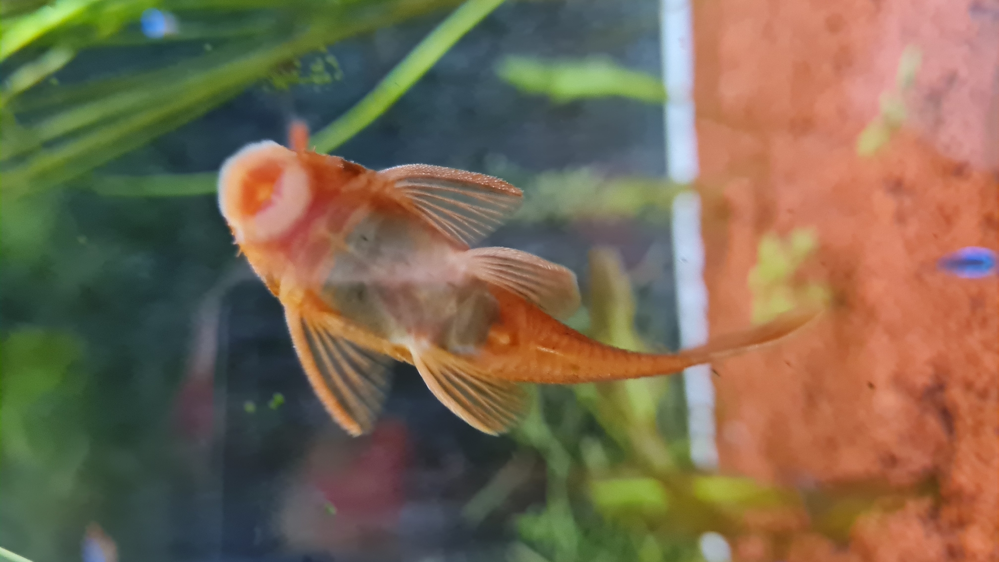 The image shows a close-up view of an orange fish, possibly a pleco or related species, in an aquarium. The fish is positioned with its ventral side facing the camera, revealing its mouth and gill structure. The fish's fins are spread, and the background contains aquarium plants and substrate. The location cannot be determined from the image.