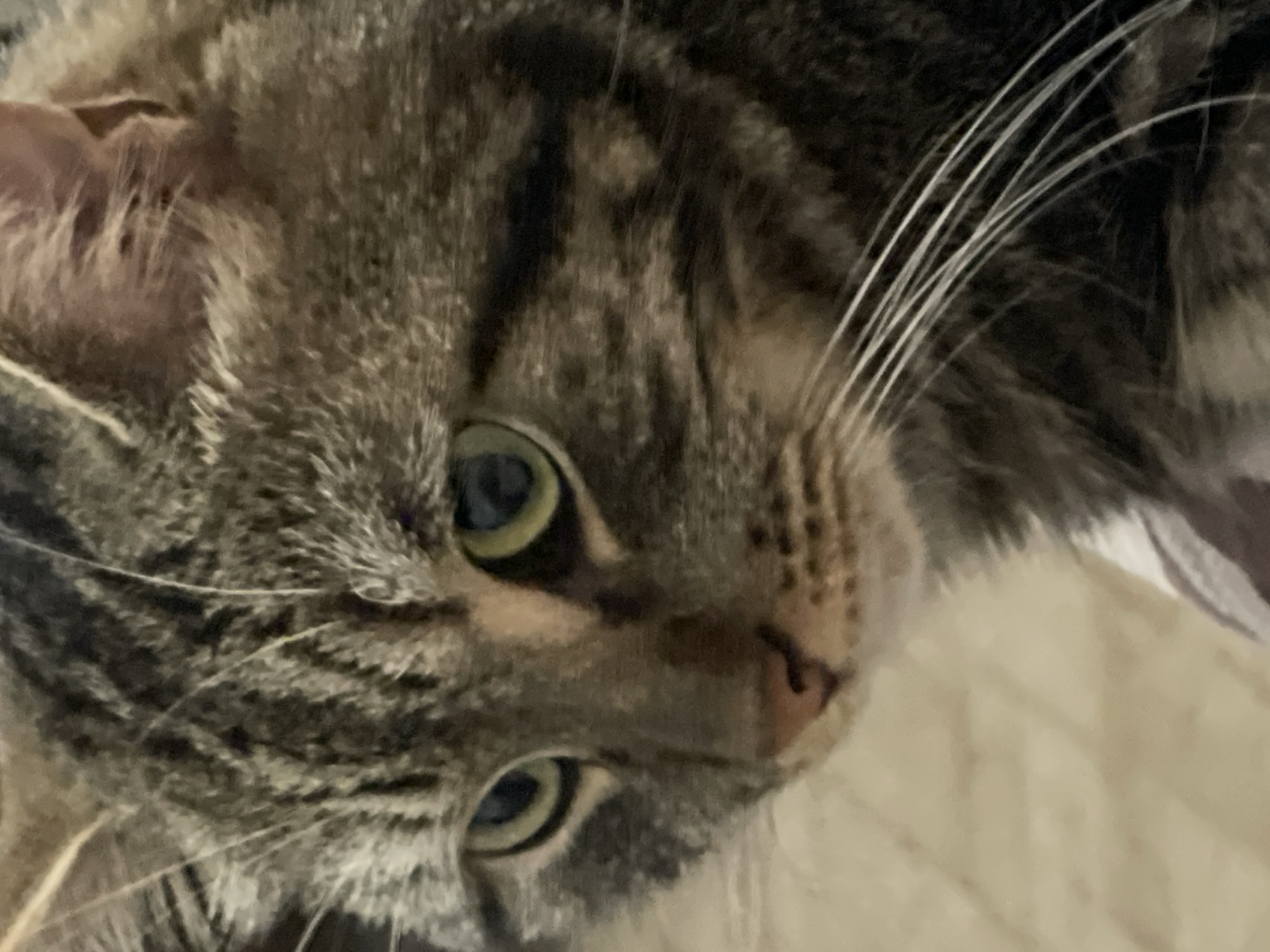 The image is a close-up, portrait-style photograph of a tabby cat's face. The cat has green eyes and distinct brown and grey tabby markings on its fur. Its whiskers are prominent and white. The background is out of focus and appears to be a neutral, possibly indoor surface. There is no discernible location in the city of Cherkasy, Ukraine, or any human subjects present in the image. The focus is entirely on the cat's facial features.