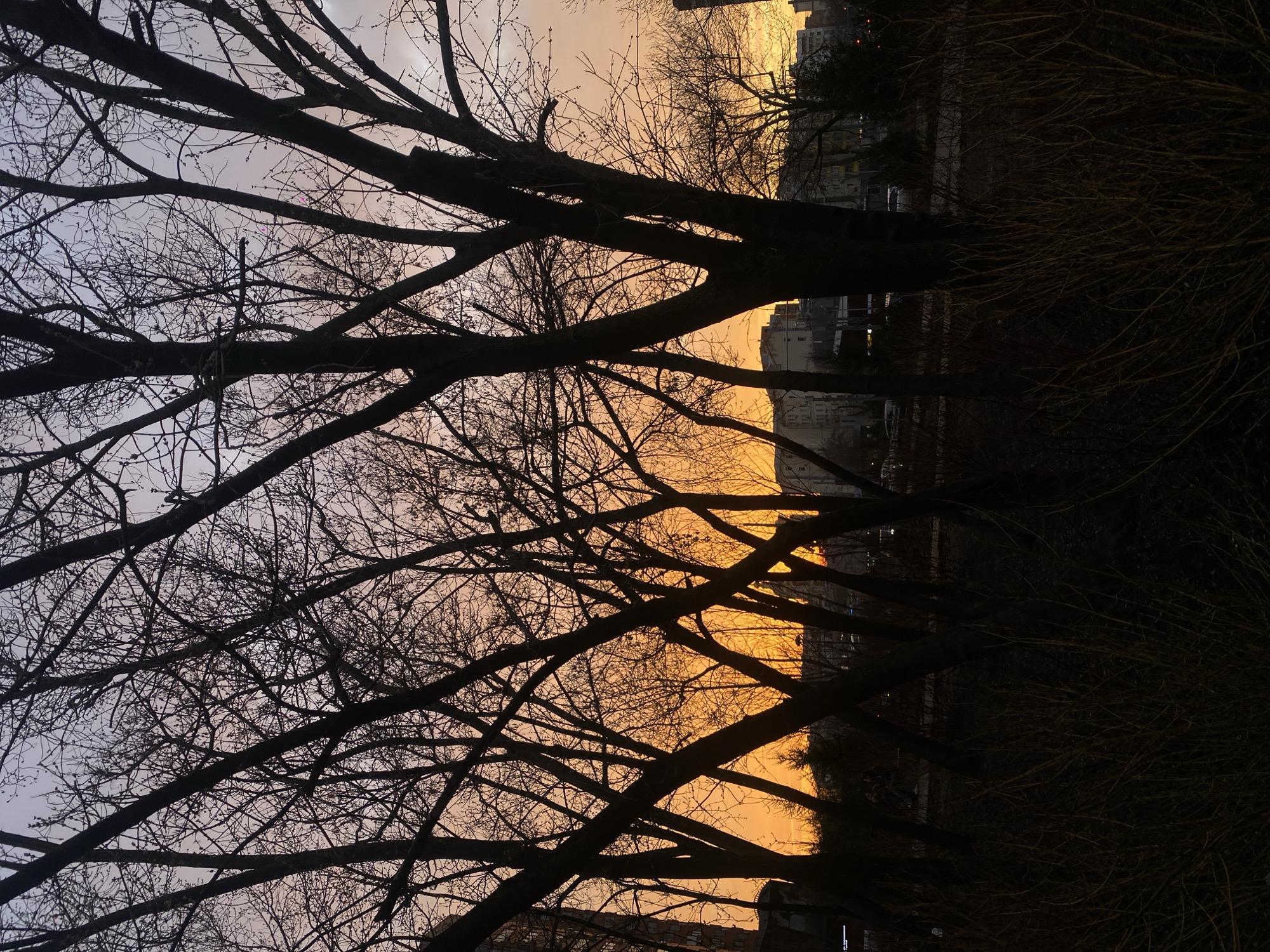 The image presents an urban landscape in Moscow, Russia, during either sunrise or sunset. The scene is dominated by the dark silhouettes of numerous deciduous trees with bare branches, which occupy the foreground and mid-ground, obscuring much of the view. The sky behind the trees exhibits a distinct color gradient, transitioning from a light blue-grey and pale pink at the top to an intense, vibrant orange and yellow at the horizon line.
Through the gaps in the tree branches, multi-story buildings, consistent with residential or commercial structures, are visible in the background, appearing as dark forms against the bright sky. In the mid-ground, obscured by tree trunks and branches, two indistinct figures are visible, possibly seated on a bench or similar structure in a public green space. Further in the background, a road or path is discernable, with faint indications of vehicles or distant lights. The immediate foreground features dense, dark, leafless shrubbery or undergrowth. The bare trees indicate a cold weather season.