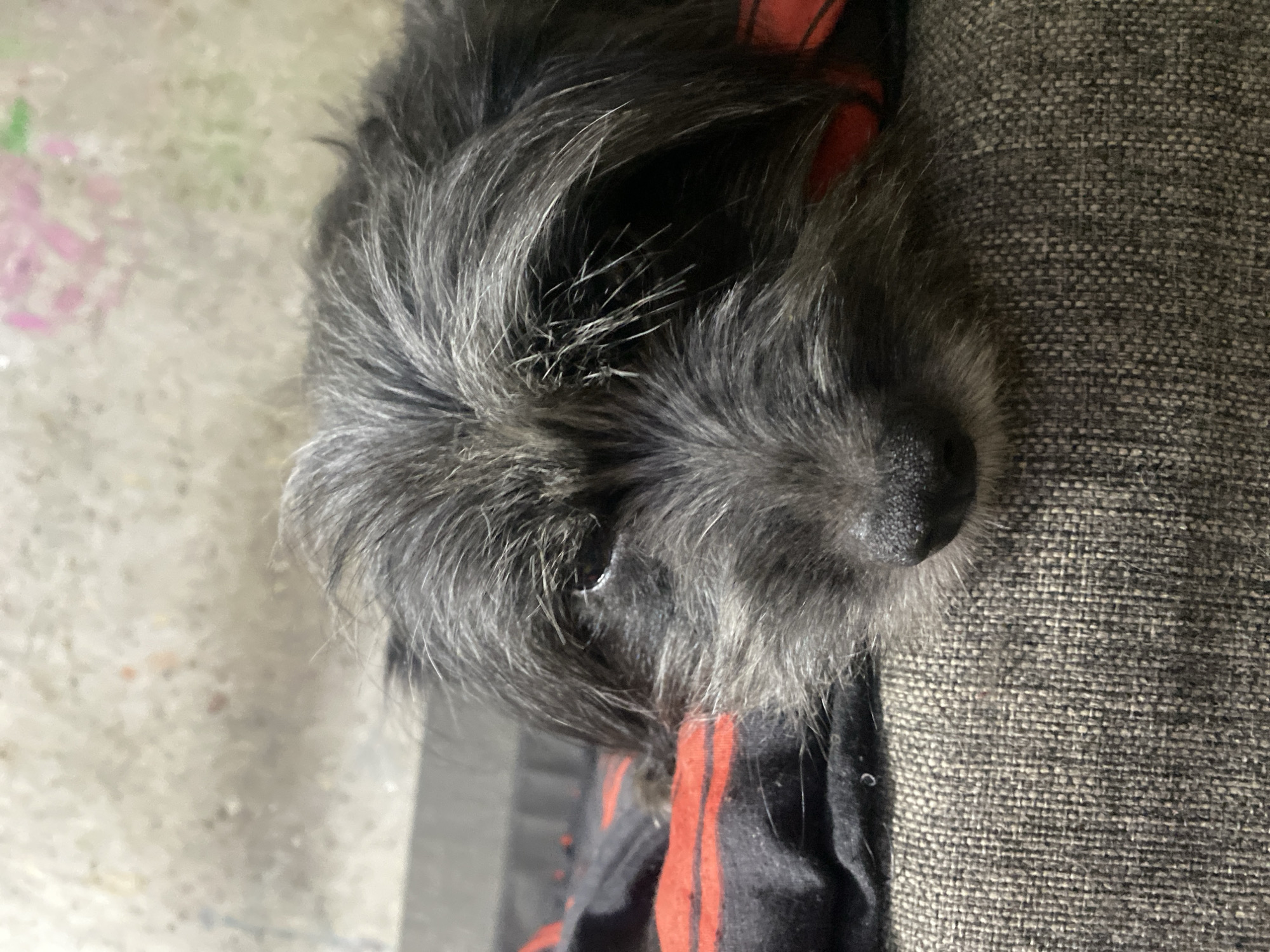 A close-up, eye-level shot shows the face of a scruffy, black-haired dog resting on a textured gray couch. The dog's head is positioned diagonally, with its nose closest to the camera. Its fur is a mix of dark and light gray strands, giving it a somewhat disheveled appearance. One of the dog's eyes is partially visible and appears dark and slightly sunken. The dog is resting on a red and black patterned fabric. The background consists of a light-colored, textured surface, possibly a wall, with subtle pink and green shapes that are out of focus. The scene is indoors, and based on the context of Samara, Russia, it is likely a domestic setting. There are no people present in the image, and no discernable actions or interactions are taking place.
