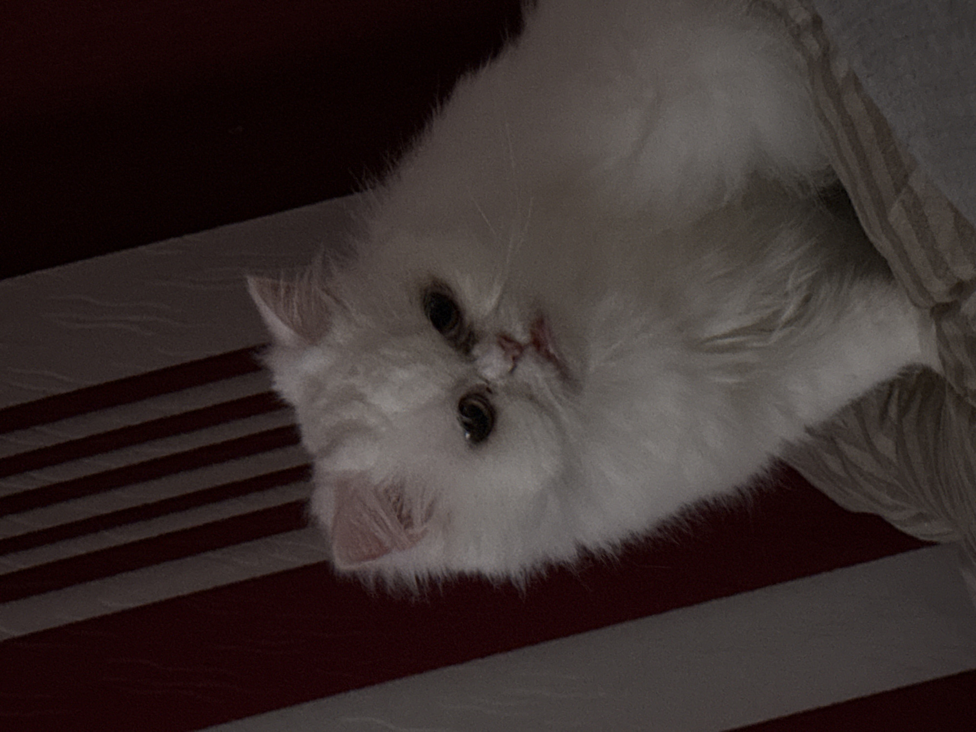 A close-up, slightly angled shot captures a white, fluffy cat. The cat's face, complete with eyes and nose, is clearly visible. The cat is resting on a surface that appears to be striped in a red and white pattern, suggesting it might be a bed or cushion. The background consists of a darker fabric.
The image does not contain any information that would allow the identification of a location in Burgas, Bulgaria. There is no evidence of people, specific objects that are unique to Burgas, or environmental clues to determine the location.