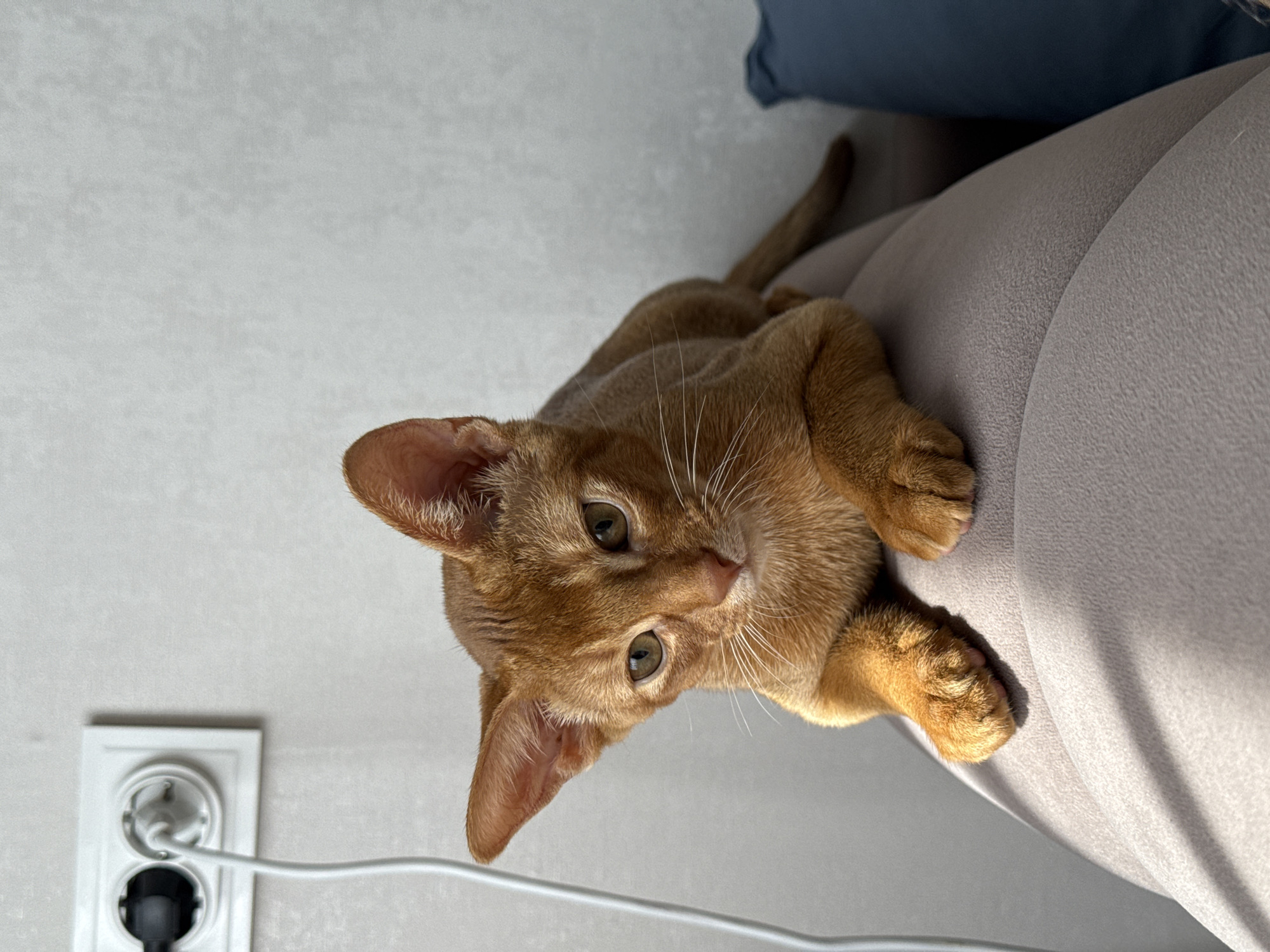 The image shows an orange cat lying on a light-colored couch. The cat is looking directly at the camera with its green eyes. Its paws are visible, and one paw is resting on the couch. In the background, a wall outlet with a plug and a white cable is visible. The scene appears to be indoors, likely in a home, given the presence of a couch and an electrical outlet. The lighting suggests it could be daytime, with natural light possibly coming from a window. The cat's posture and gaze suggest it is relaxed and curious. No text is visible in the image. The location context provided is Stary Oskol, Russia.
