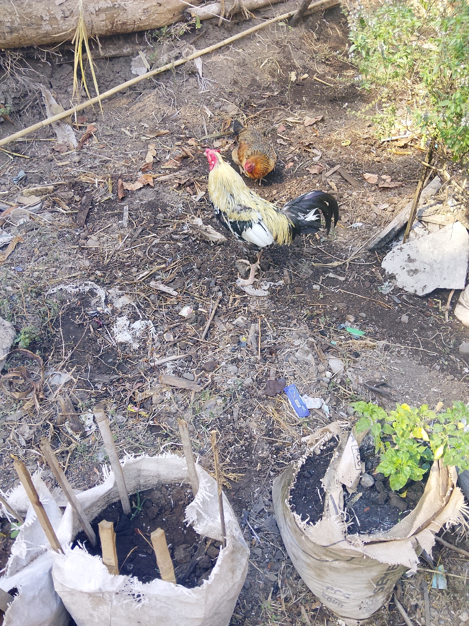 The image shows an outdoor scene with two chickens on the ground. In the foreground, two white fabric bags are filled with soil, and wooden stakes are placed in them. The ground is covered with dirt, leaves, and debris. In the background, a large piece of wood is visible. One chicken, a rooster, is standing and facing the right side of the frame, while another chicken, a hen, is closer to the background. A small green plant is growing in one of the bags in the right foreground. The environment appears to be somewhat neglected or rural.