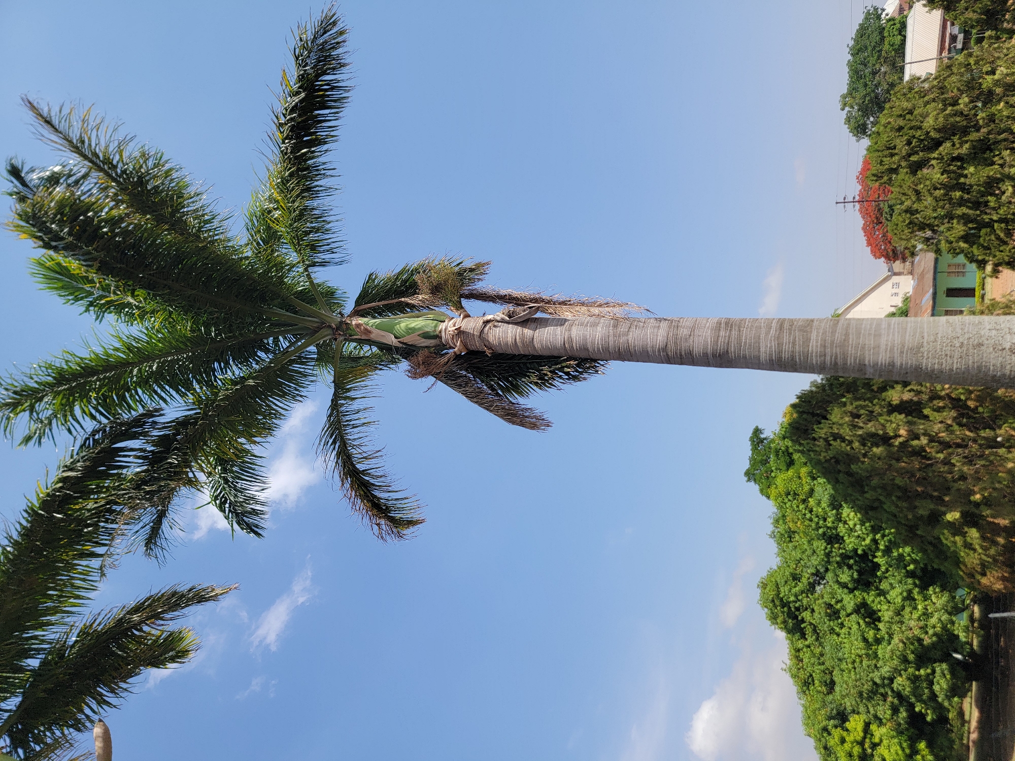The image shows a palm tree against a clear blue sky in Jos, Nigeria. The tree's trunk is smooth and gray, with the base wrapped in green material. Green palm fronds extend from the top. Behind the tree, there are other trees and a building, possibly residential. The foliage is dense and green. A section of the image shows the sky is a light, clear blue with only faint traces of clouds.
