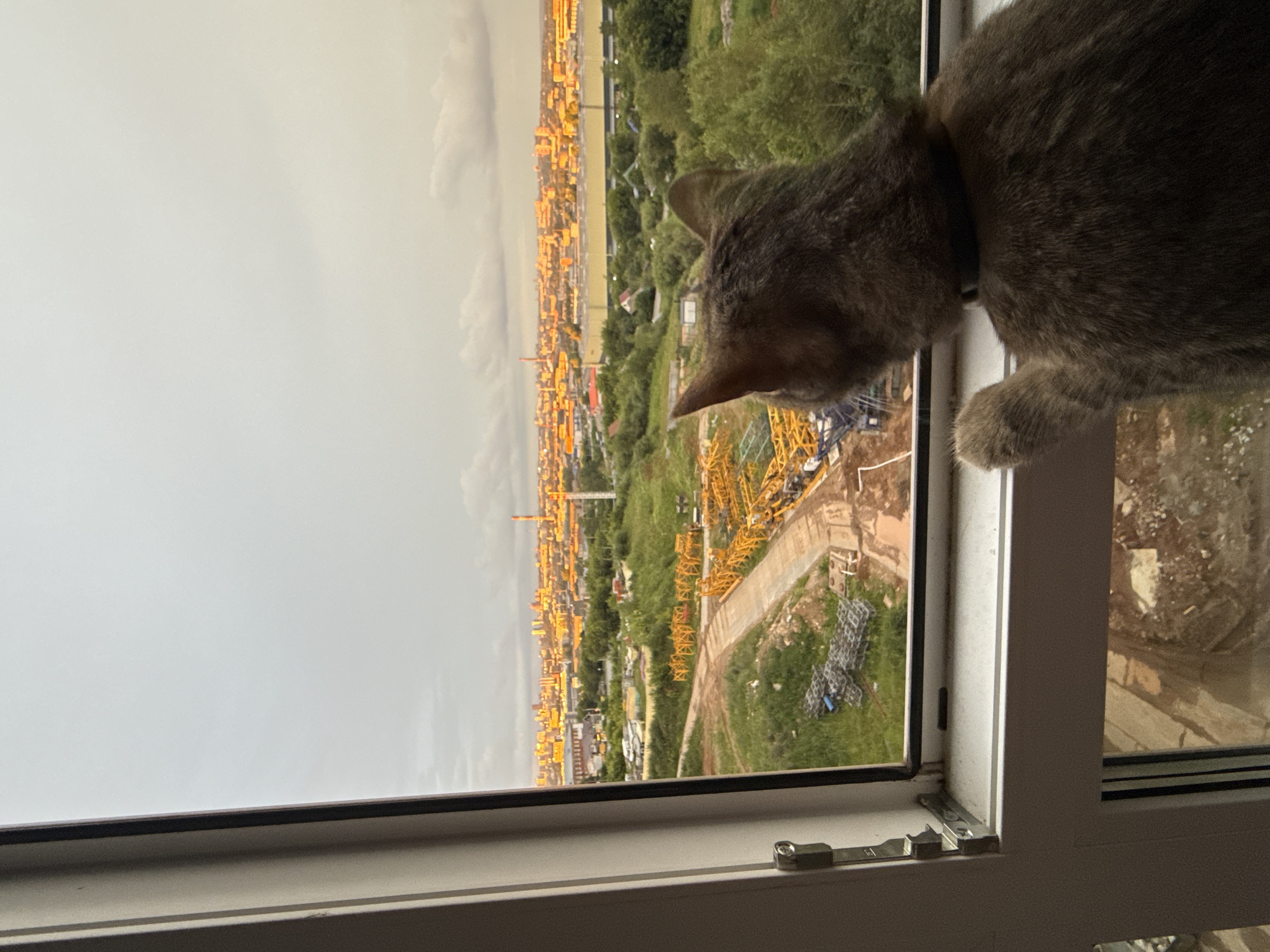 A grey cat is perched on a windowsill, looking out over a city. The cat is facing away from the camera, with its head turned to the left to observe the scene below. The window frame is white and appears to be made of vinyl, with a metal latch visible on the right side.
The view outside the window reveals a sprawling urban landscape. In the distance, buildings are densely packed and bathed in the warm glow of what appears to be either sunrise or sunset. The architecture suggests a Russian city, possibly Izhevsk, with the characteristic style of buildings and urban planning. The middle ground is dominated by a construction site featuring numerous tall yellow cranes, indicating ongoing development. Green trees and patches of grass dot the area between the construction zone and the city, suggesting a mix of urban and natural elements. The sky is overcast with dramatic, possibly stormy, clouds, creating a diffused light that casts a golden hue on the buildings.
The time of day is likely late afternoon or early morning, given the quality of light. The weather appears to be somewhat gloomy or overcast, possibly with impending rain. The scene evokes a sense of quiet observation as the cat takes in the bustling activity of the city and the imposing presence of the construction site. There is no visible text in the image.