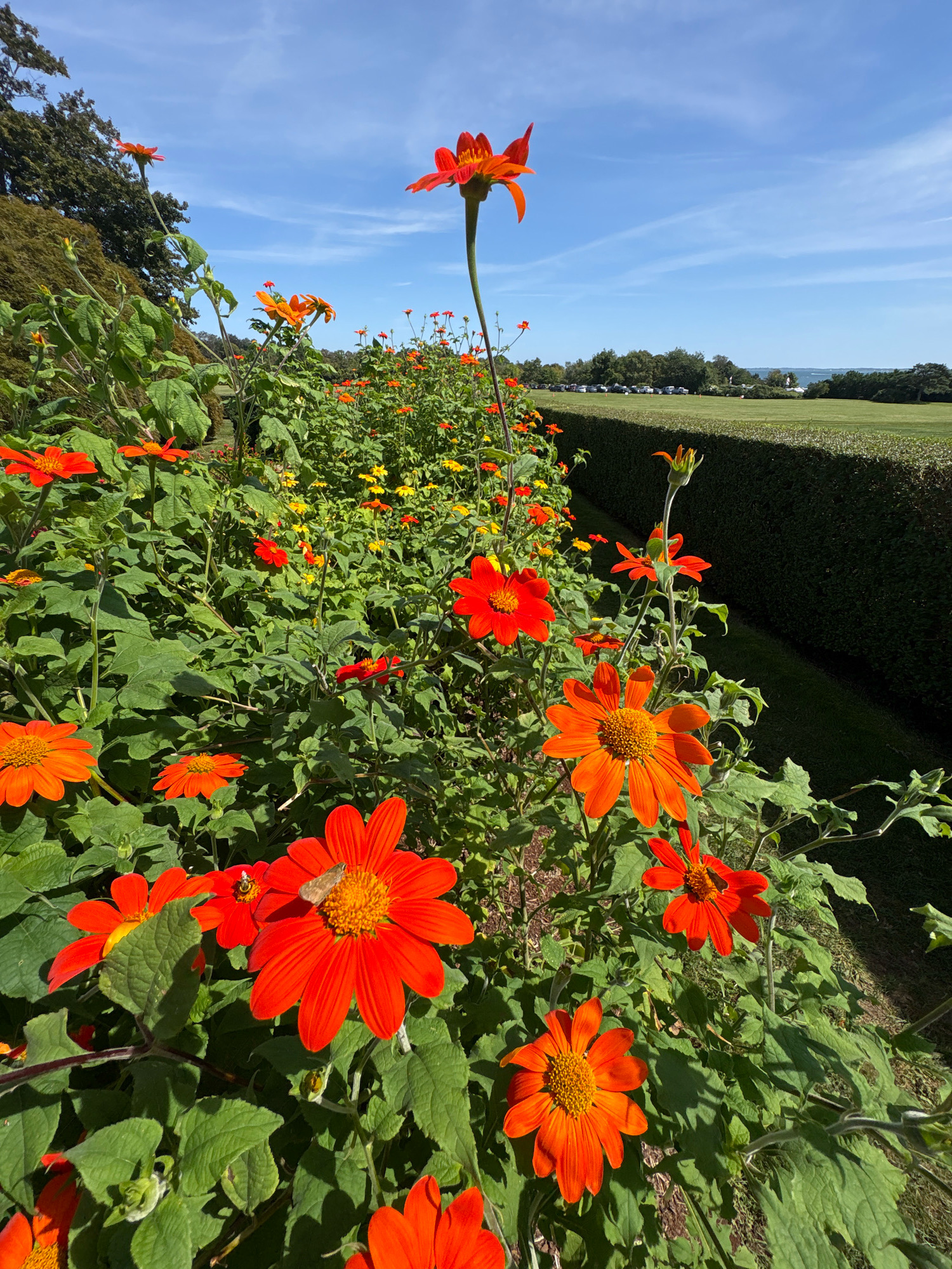 In Waterford, United States of America, a close-up, eye-level shot captures a vibrant border of orange and yellow flowers, likely Mexican sunflowers, under a bright, clear blue sky. The flowers, with their large, daisy-like petals and prominent yellow-orange centers, are in full bloom, dominating the foreground. A small, light-colored insect, possibly a bee or moth, is visible on one of the large orange petals in the lower center of the image. The flowers are densely packed, creating a lush green background of leaves and stems. Beyond the flower bed, a neatly trimmed dark green hedge runs diagonally across the frame, separating the garden from a manicured green lawn. In the distance, a line of trees and what appears to be a body of water, perhaps a bay or ocean, are visible under the expansive sky, suggesting a coastal location. The overall scene is one of natural beauty and tranquility on a sunny day.